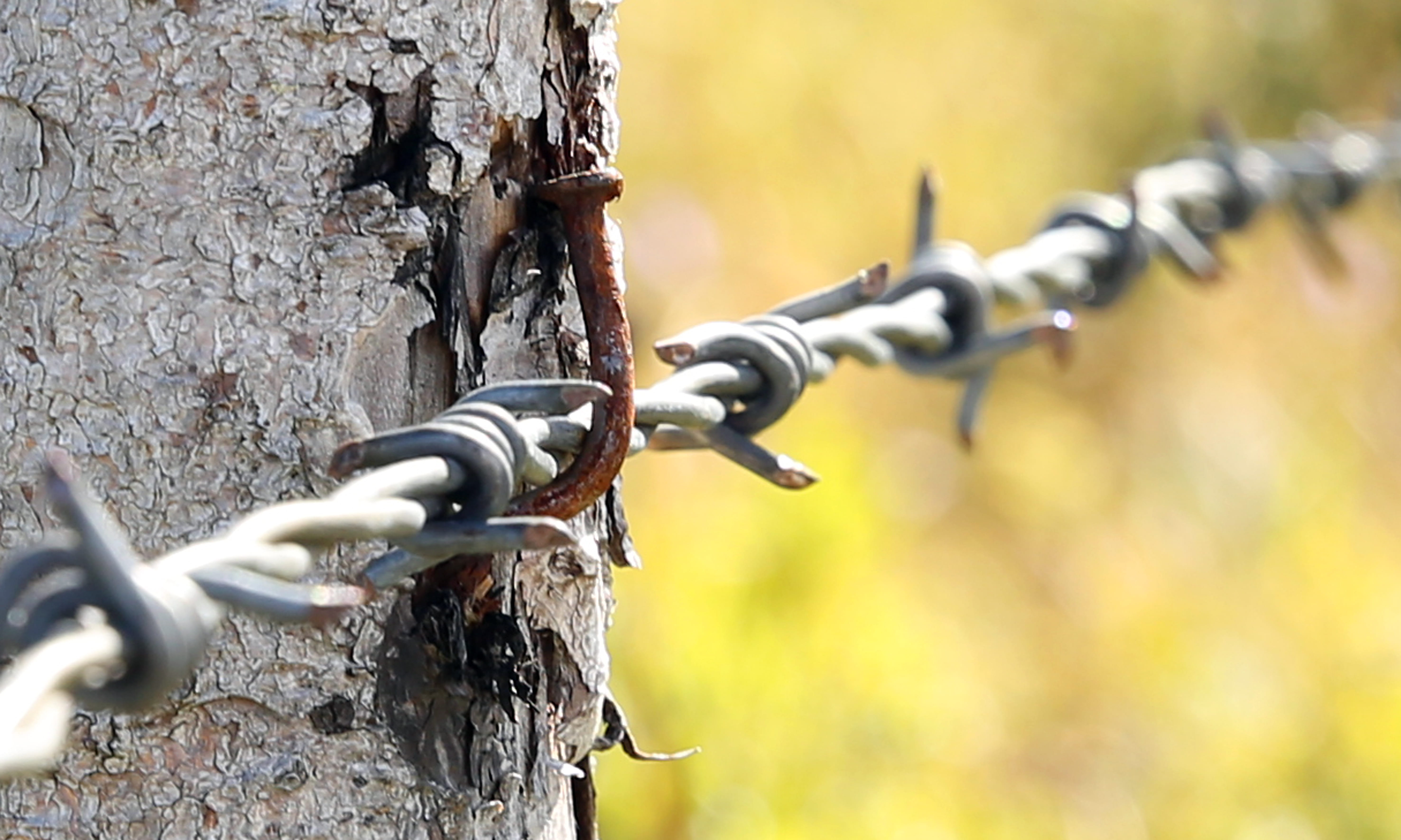 close-up, climbing equipment, nail, Barrier, boundary, tree, rust, Fence, day, pasture fence, metal, rod, plant, nature, 5K, rusty, protection, barb, Pasture, HD Wallpaper
