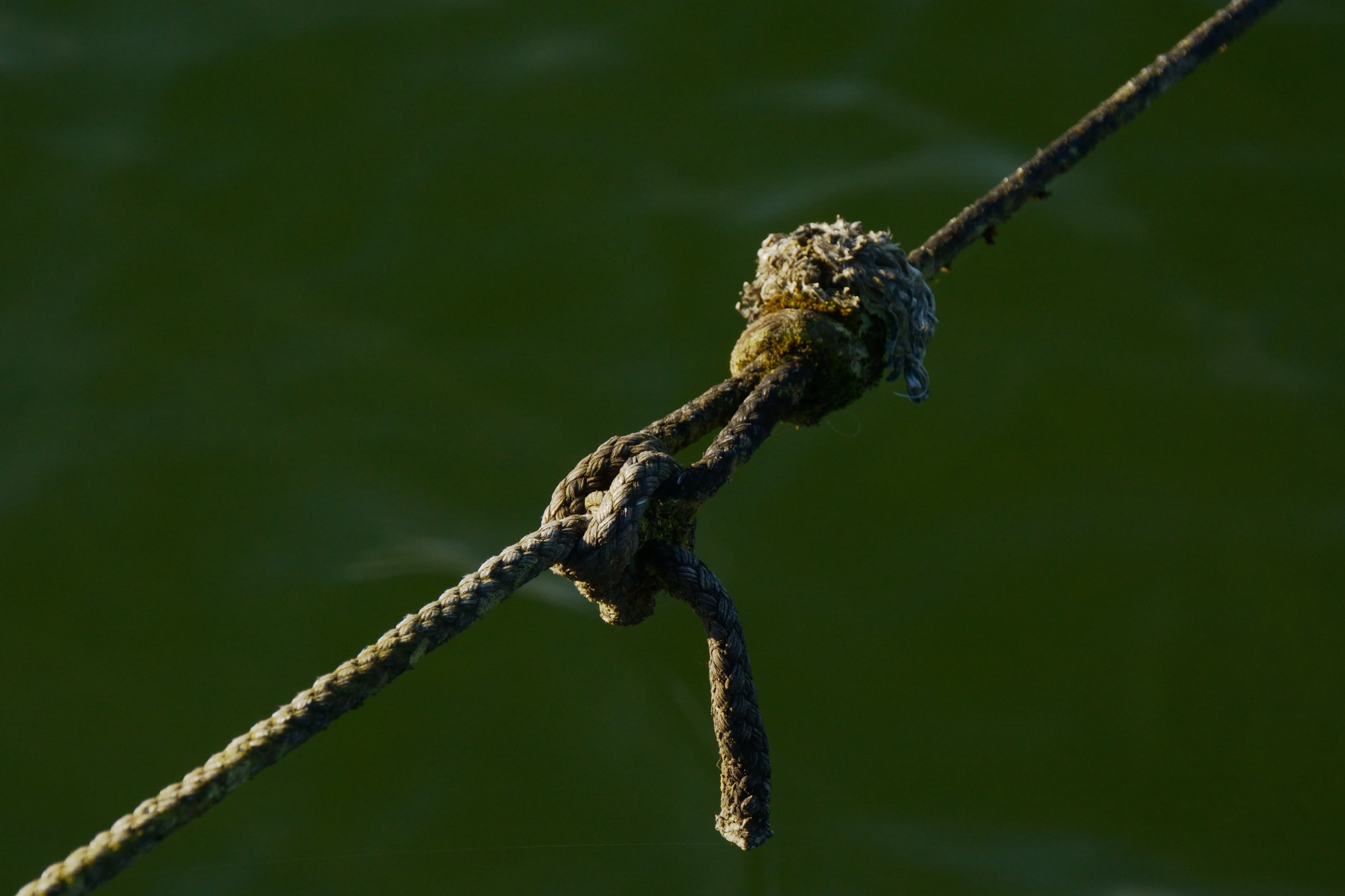 fixing, twig, dew, animal themes, ship traffic jams, vertebrate, rope, reptile, nature, tree, connection, one animal, strand, knitting, animal wildlife, HD Wallpaper
