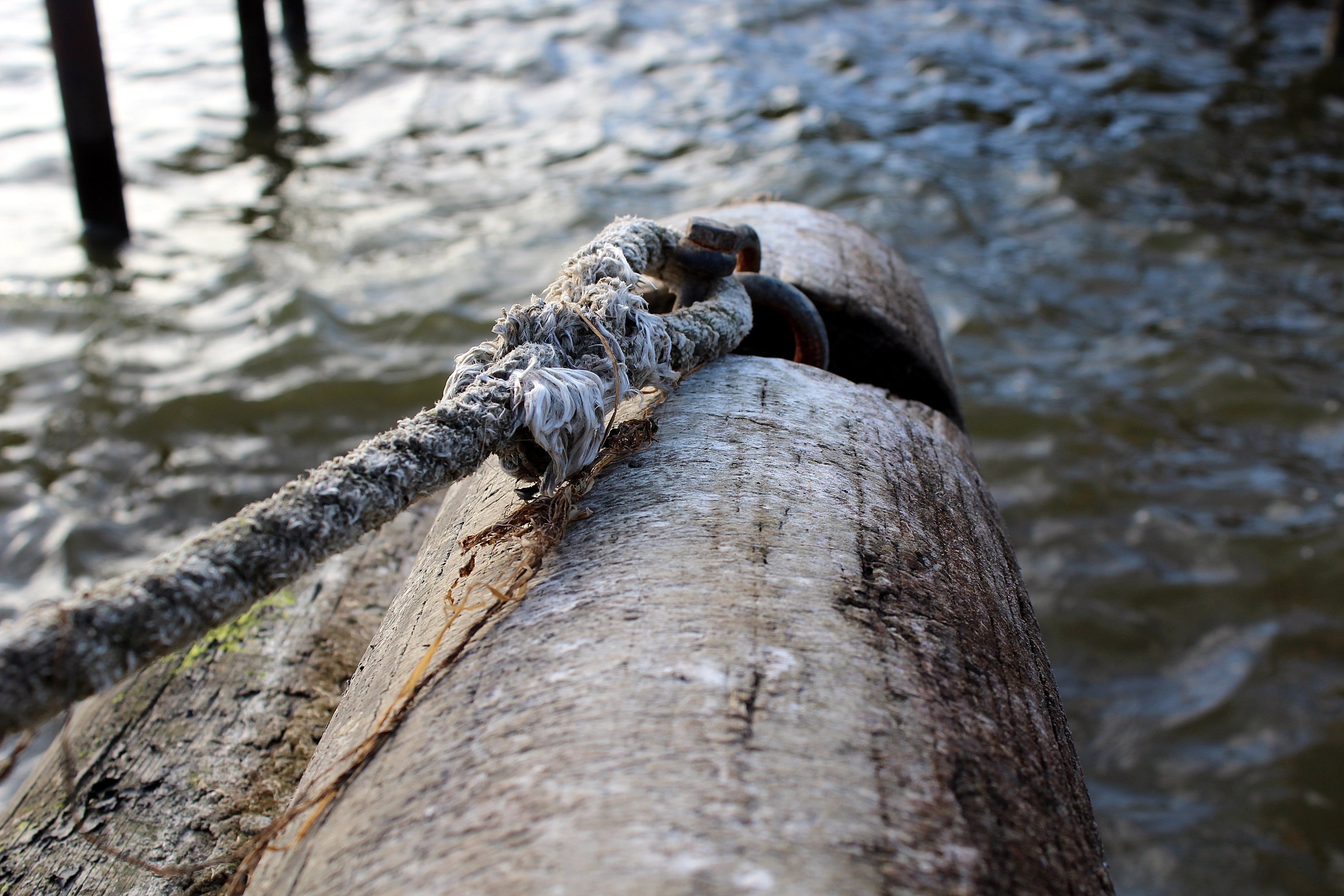 vertebrate, investors, knitting, outdoors, reptile, pier, waters, nature, knot, animal, animal wildlife, rope, lake, animal themes, fixing, one animal, HD Wallpaper