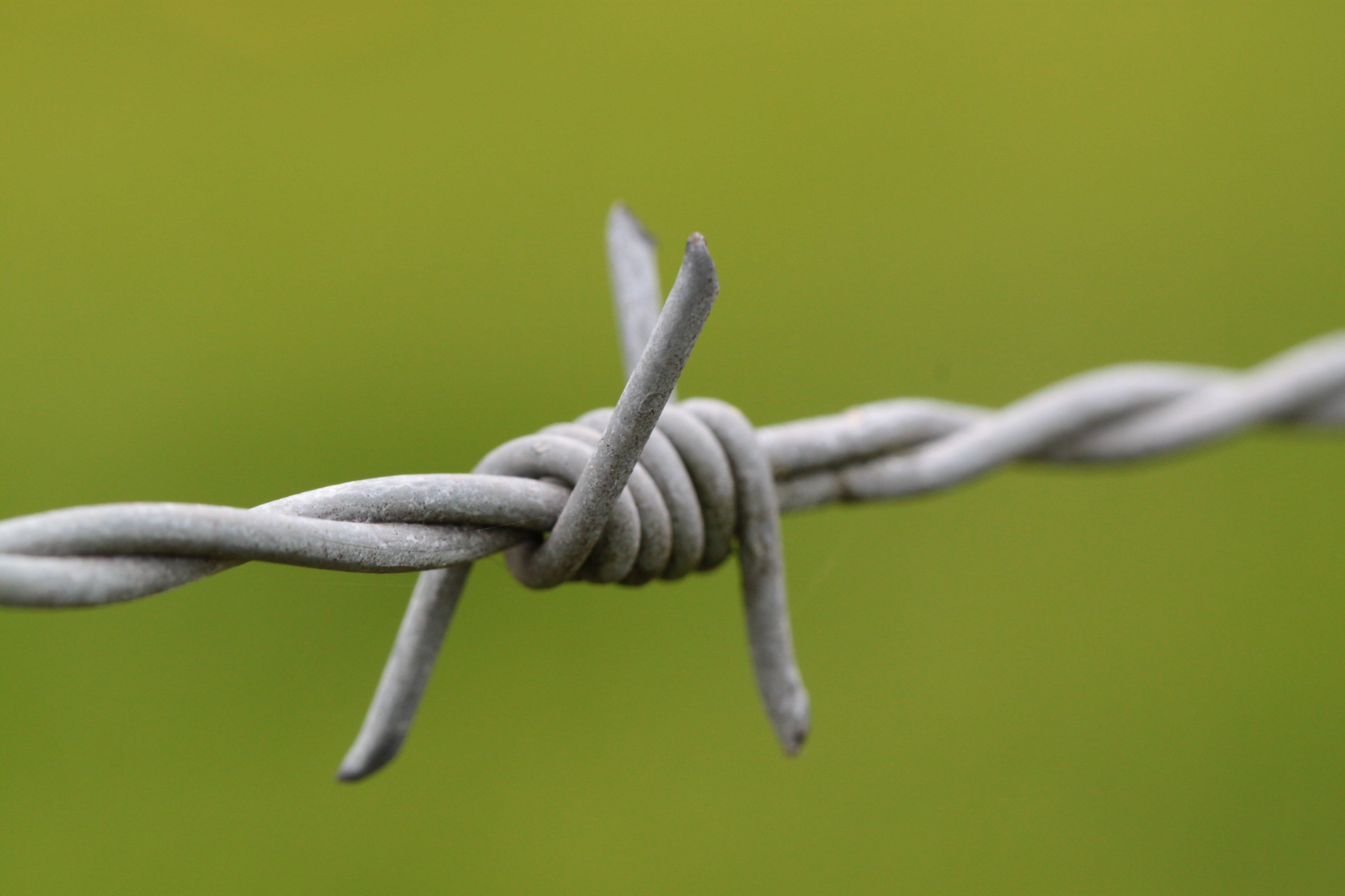 sign, barbed wire, thorn, detail, close, focus on foreground, studio shot, caught, imprisoned, 4K, colored background, selective focus, captivity, warning sign, HD Wallpaper