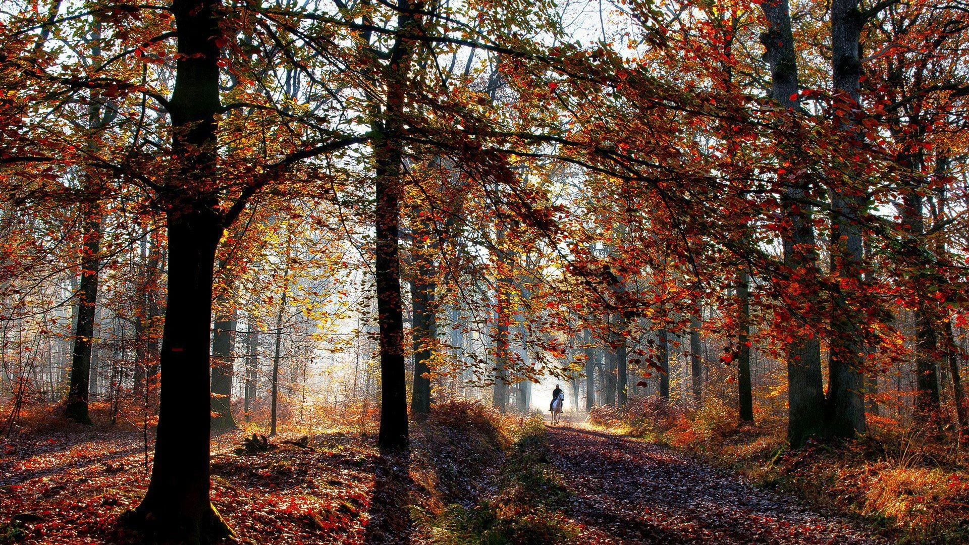 outdoors, bright, autumn, rural Scene, season, plant part, wood, footpath, shadow, red, 1080P, multi Colored, tranquil Scene, growth, branch, change, color Image, HD Wallpaper