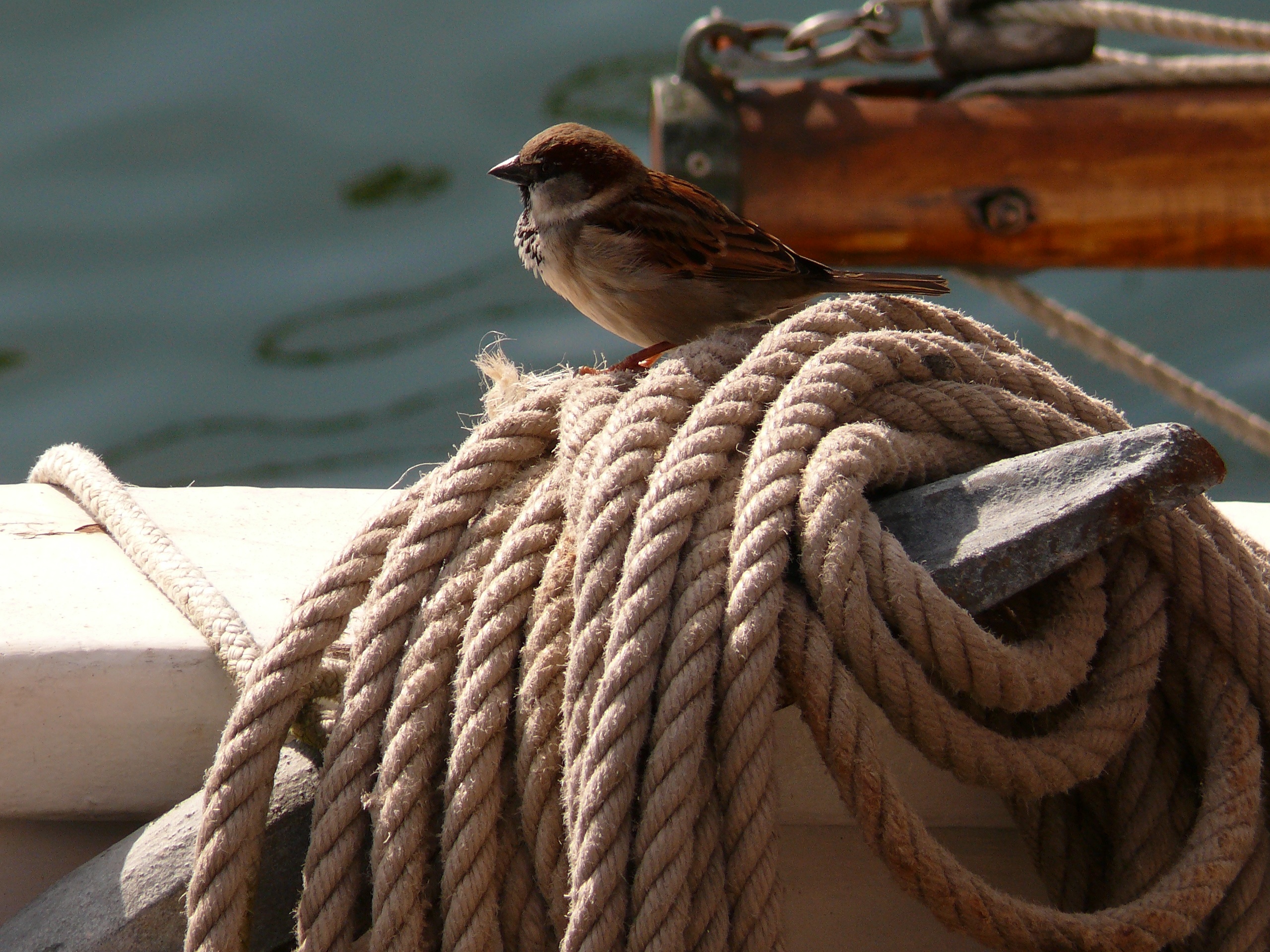 outdoors, 2K, vertebrate, normandy, regatta, no people, rope, boat, sailboat, strength, sailing vessel, marine, former, nature, color, sailing, port, old rig, HD Wallpaper