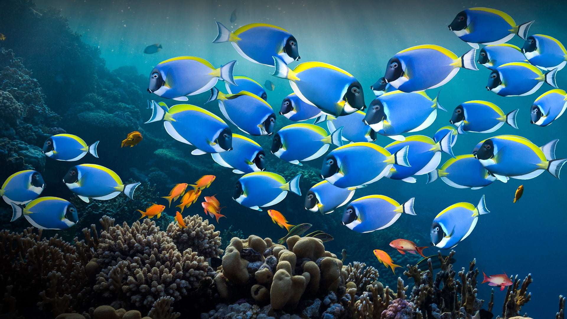 red sea, coral, coral reef, Powder Blue Tang, 1080P, nature, water, Egypt, underwater, fish, HD Wallpaper
