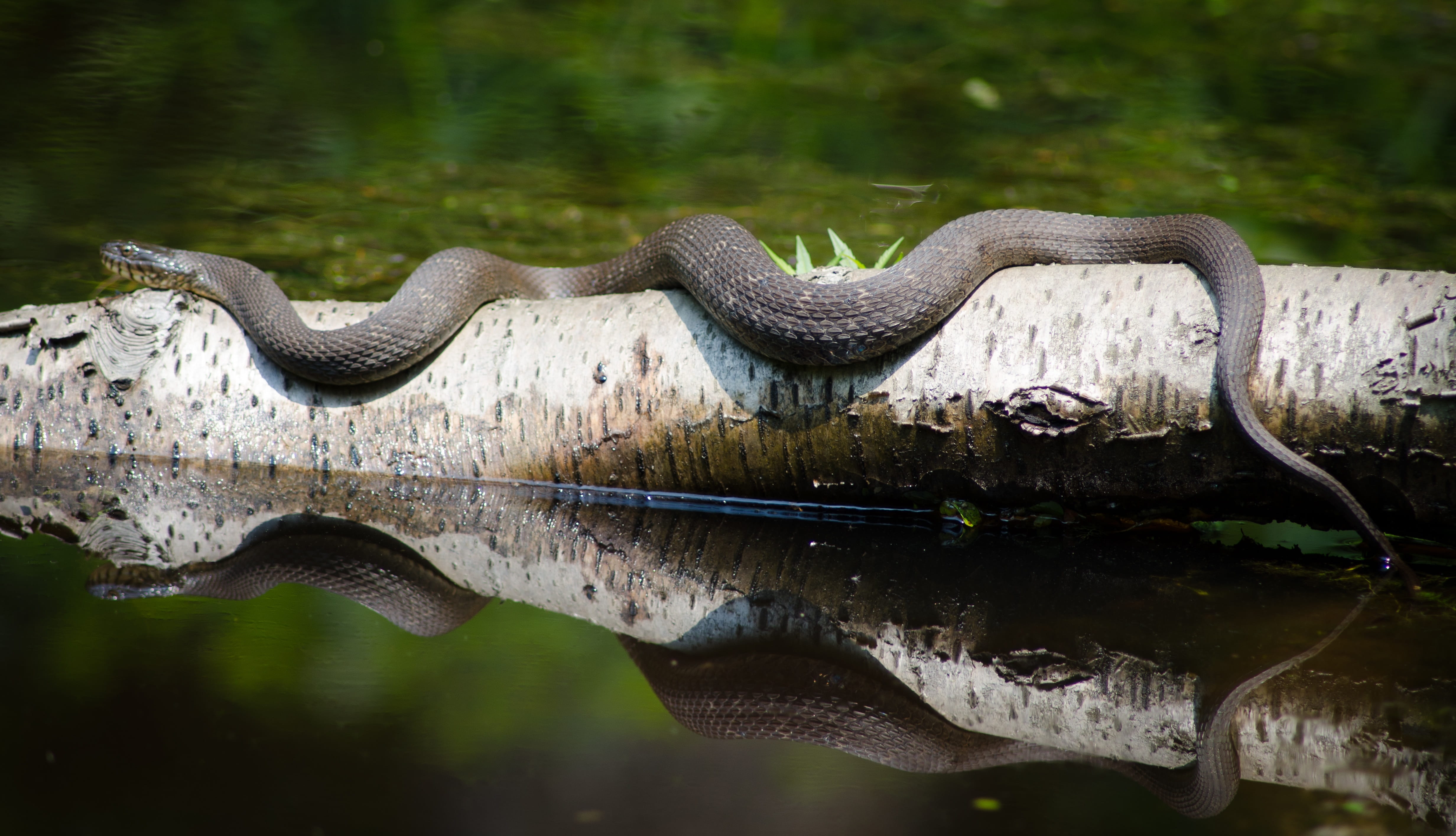 4K, vertebrate, daytime, warning sign, bark, animal wildlife, animals in the wild, swamp, Wild, reflection, one animal, tree, predator, animal, no people, HD Wallpaper
