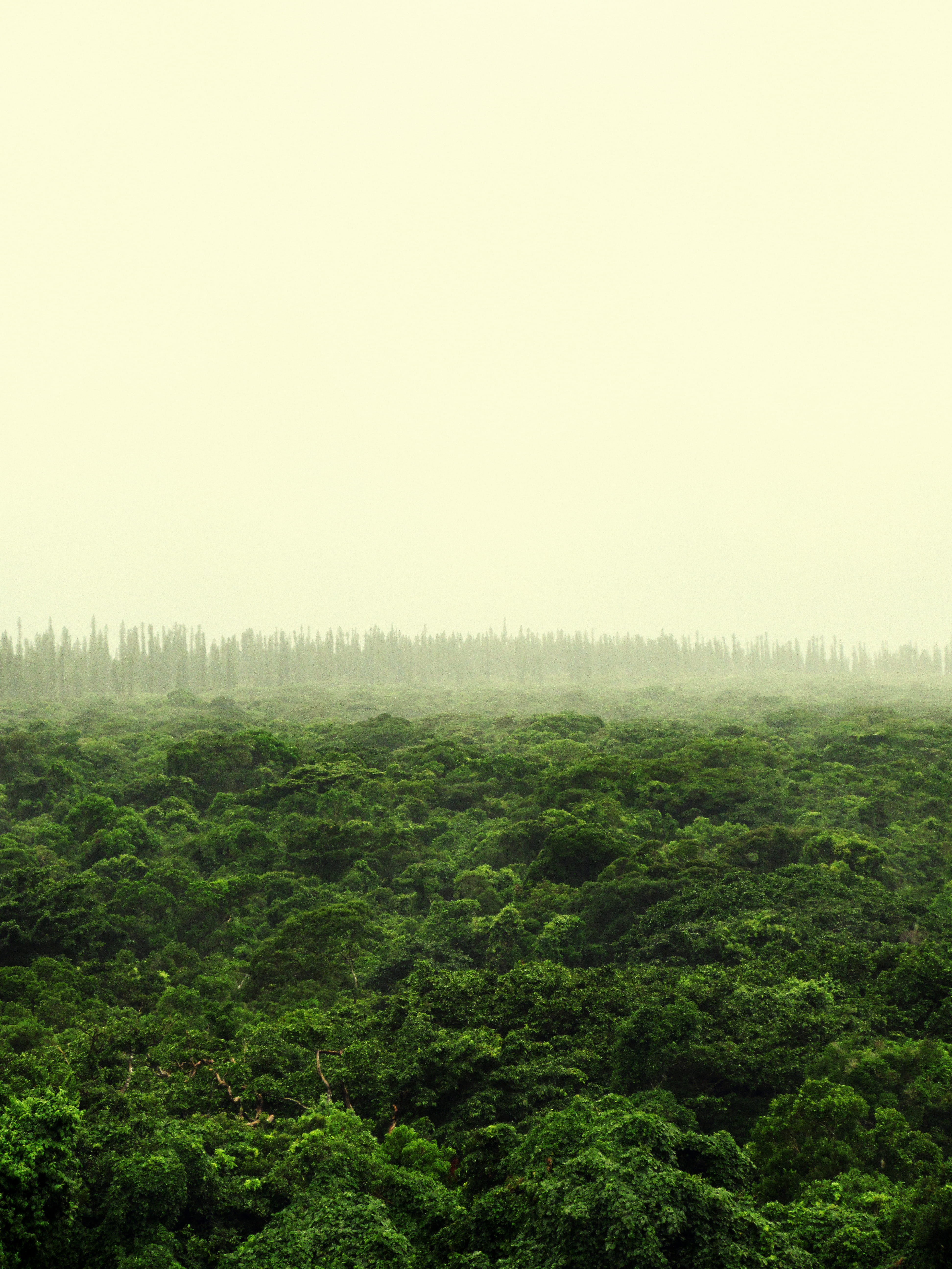 non-urban scene, trees, fog, sky, tranquility, beauty in nature, south pacific, forest, 5K, outdoors, plant, tree, land, rainforest, growth, new caledonia, Phone HD Wallpaper