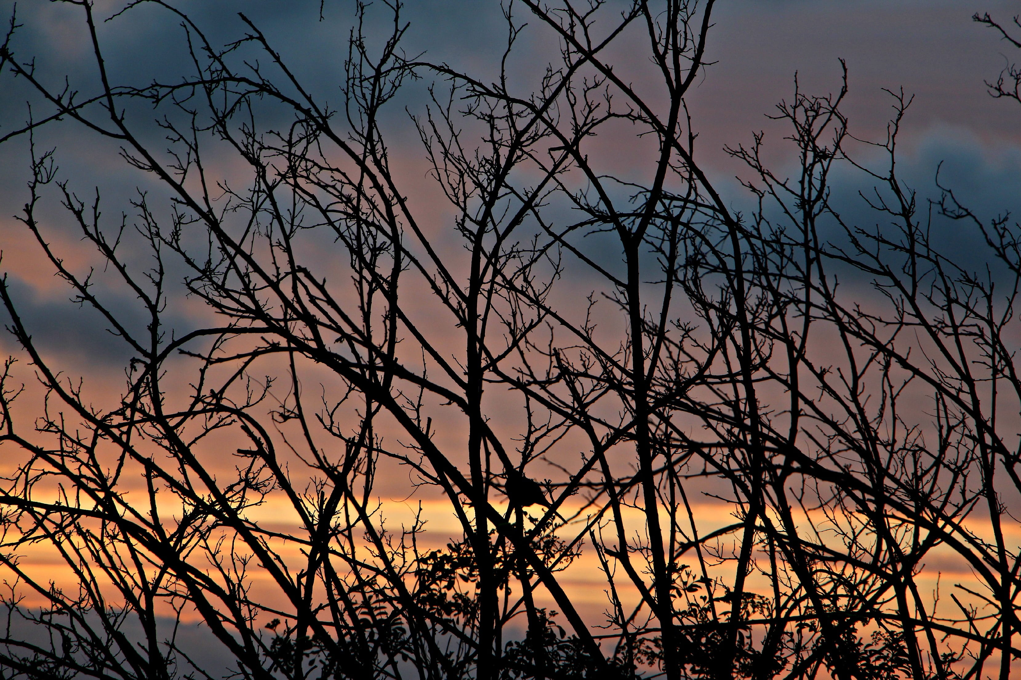 evening, serene, autumn, tranquility, tree, low angle view, peaceful, Sunrise, winter, sky, fall, growth, back lit, seasons, beauty in nature, dead plant, HD Wallpaper