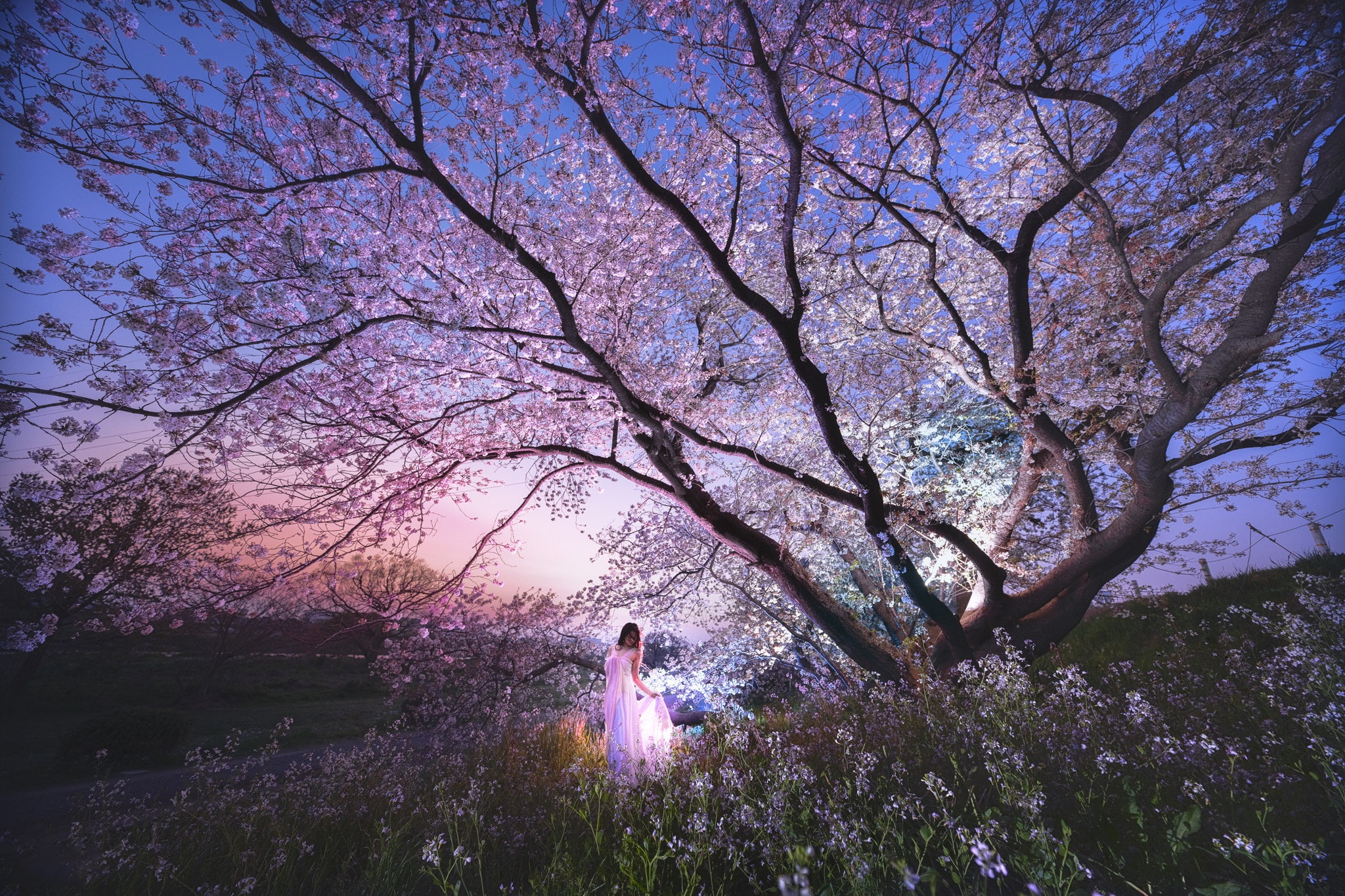 trunk, landscape, night, 1080P, branches, white dress, flowers, the evening, Sakura, twilight, Asia, Japan, garden, dress, cherry, beauty, mood, hill, HD Wallpaper