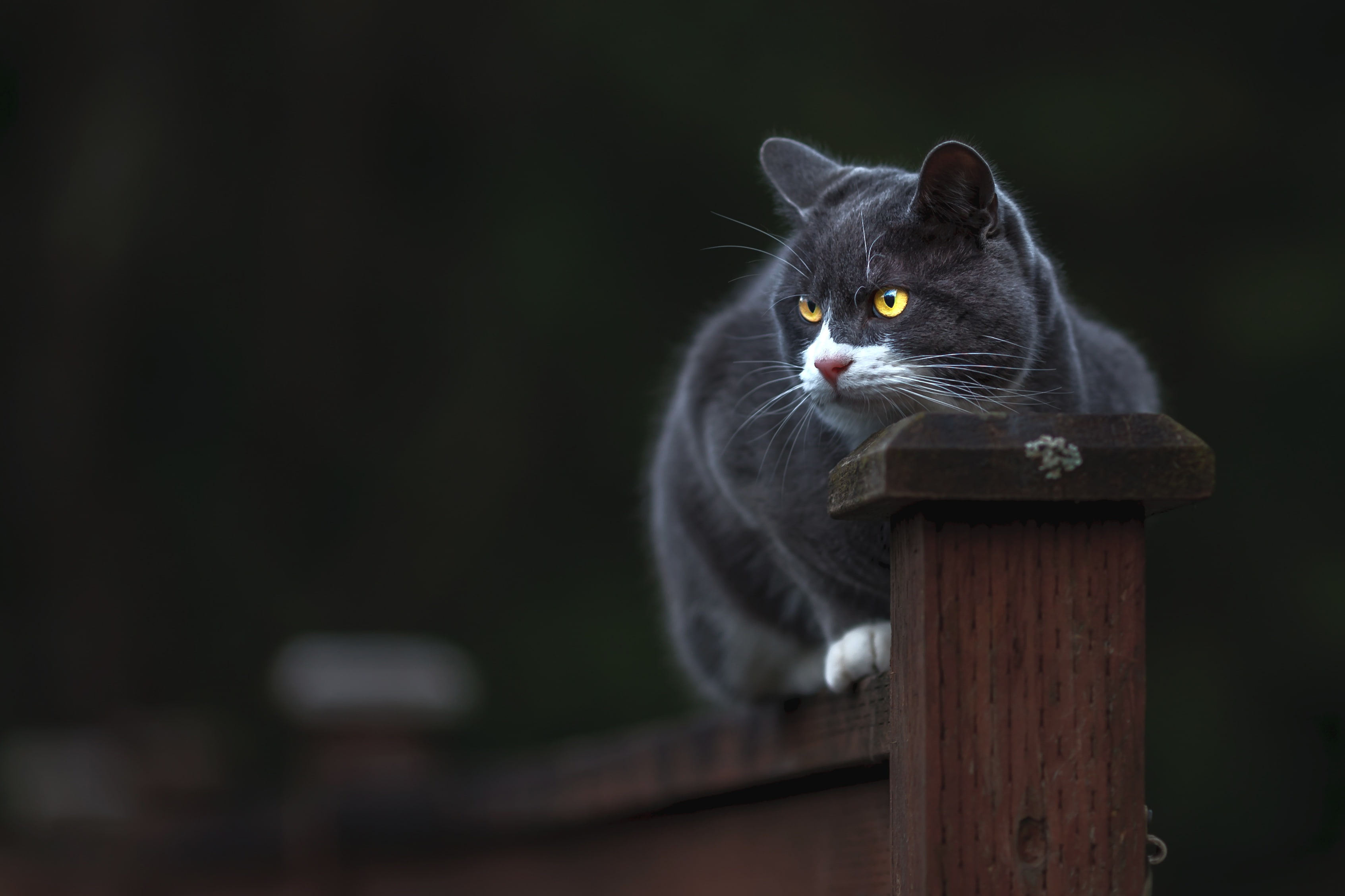 face, smoky, pose, look, grey, yellow eyes, 2K, the dark background, the fence, post, cat, sitting, HD Wallpaper