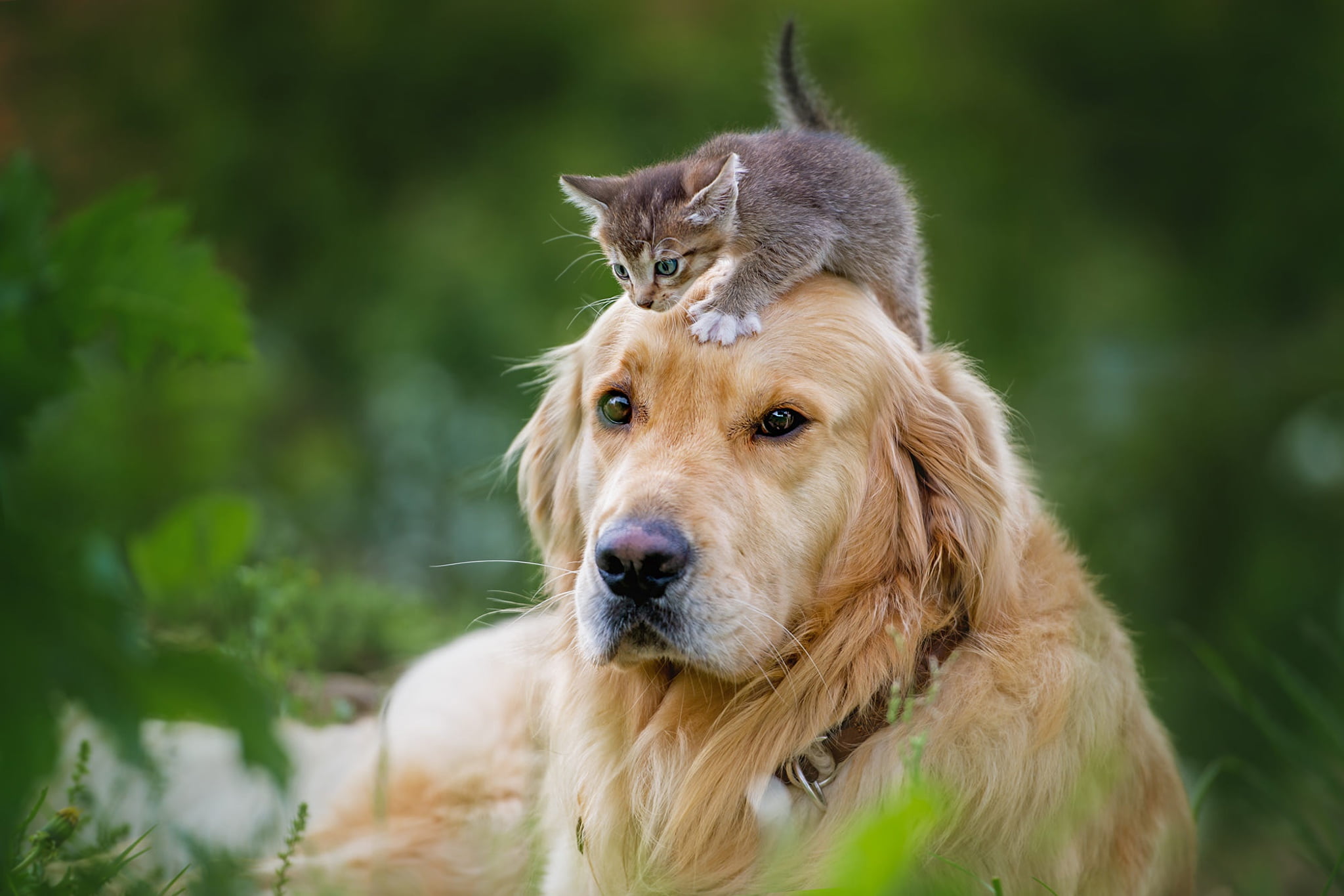 striped, leaves, kitty, 1080P, lies, scrambles, look, nature, friendship, Labrador, cat, dog, grey, green background, dog and kitten, pose, Milota, Retriever, HD Wallpaper