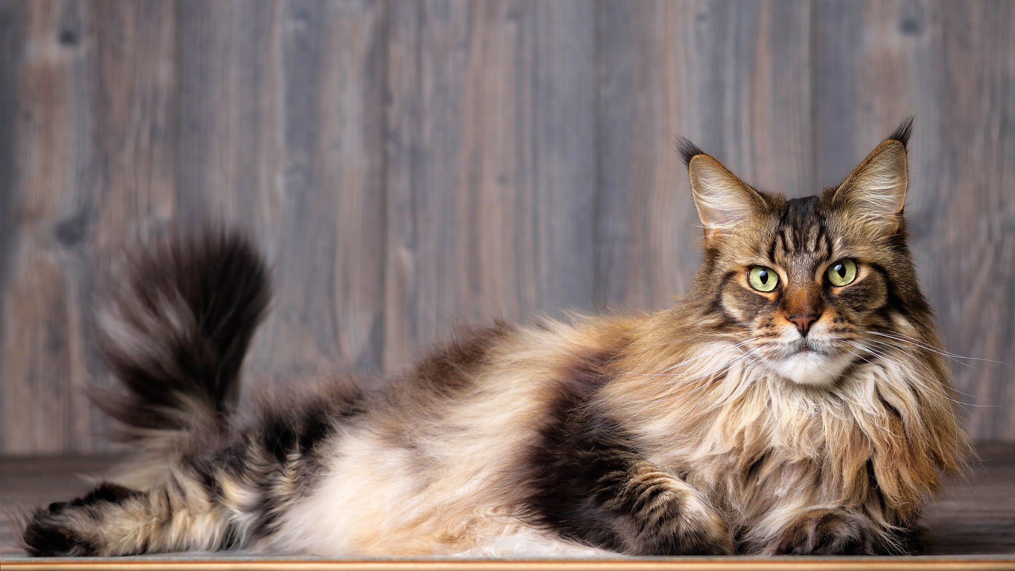 look, Maine Coon, lies, Board, green-eyed, face, tail, background, 1080P, cat, grey, striped, HD Wallpaper
