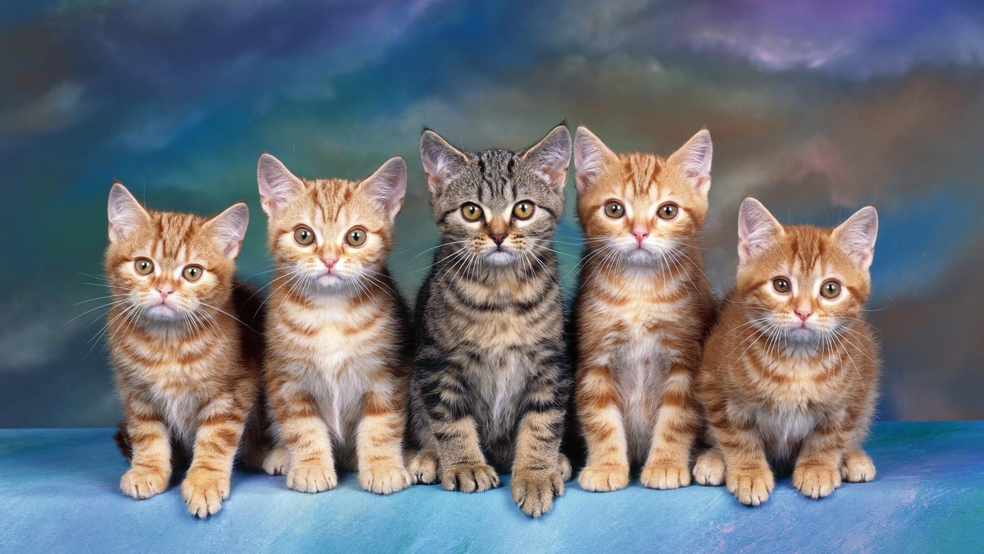 faces, five, 1080P, grey, cats, kitty, kids, red, a lot, striped, paw, blue, cuties, five kittens, not like everyone else, team, look, sitting, company, HD Wallpaper