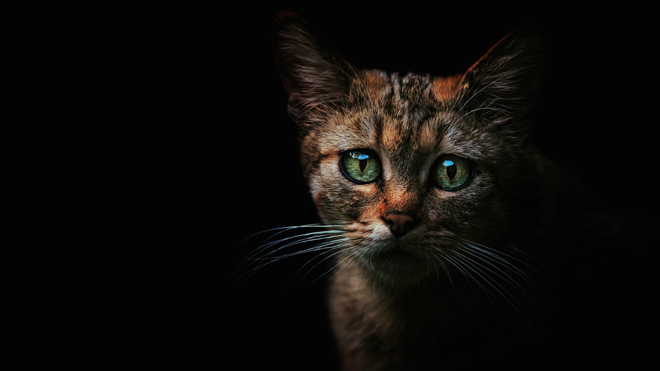 the expression, tenderness, look, green, striped, forest, cat, kitty, Shine, eyes, black background, European, wild, wildcat, spotted, 1080P, face, HD Wallpaper