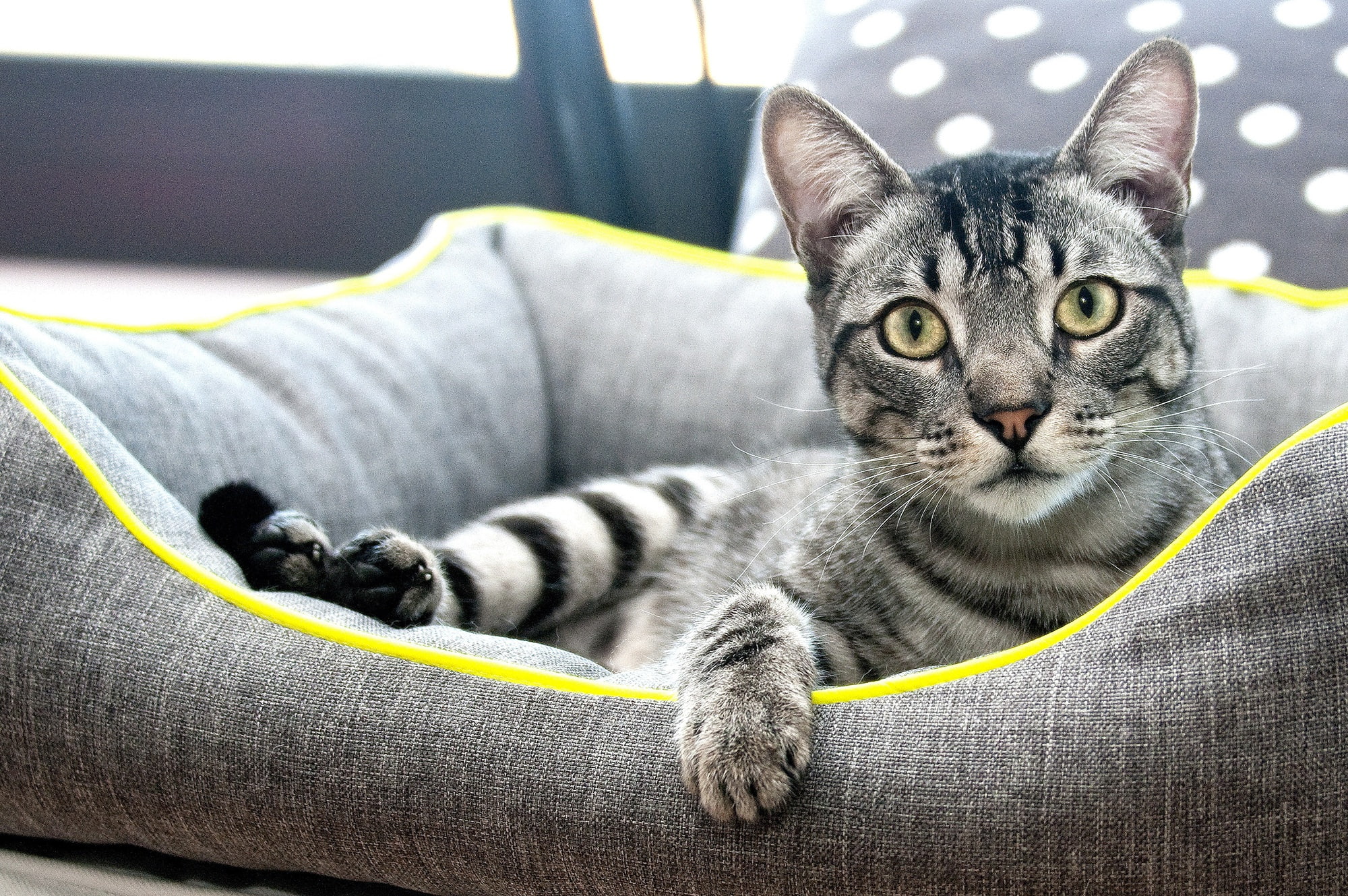 bench, 1080P, look, litter, lies, comfort, paw, green eyes, cat, pose, pillow, face, collapsed, fabric, cat house, portrait, home, paws, striped, stay, HD Wallpaper