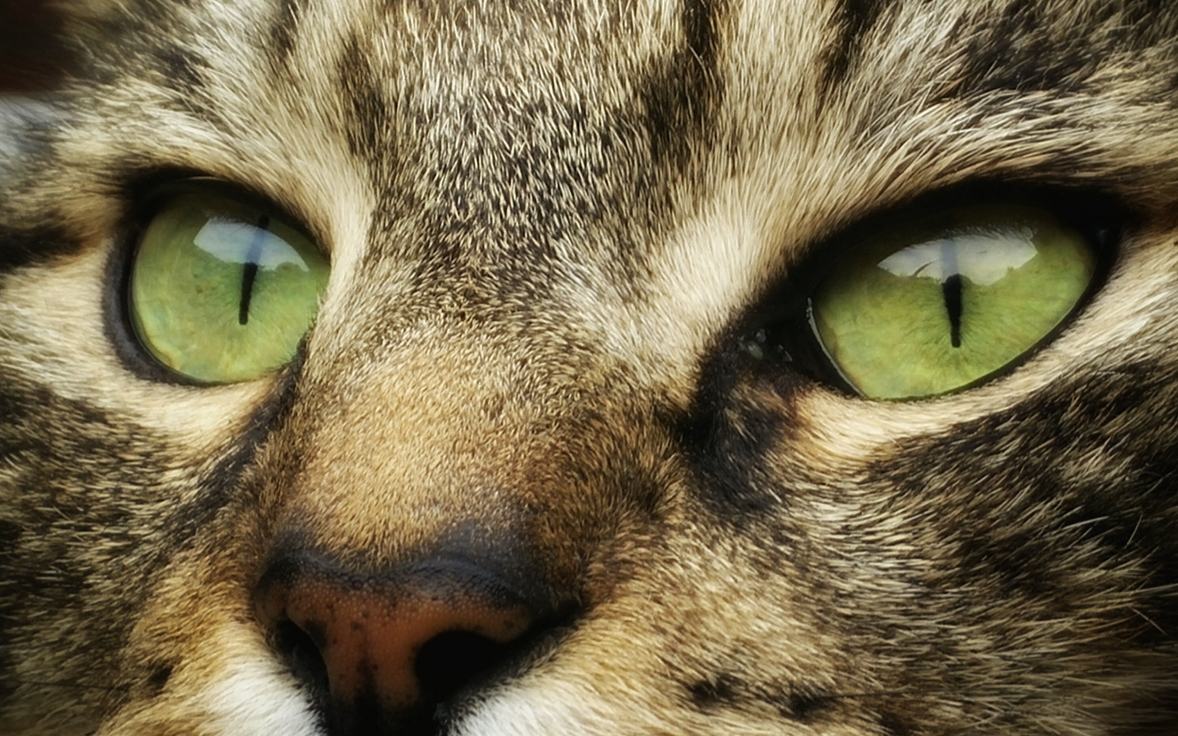 cats, face, 4k ultra hd background, 4K, cat, green eyes, animals, look, striped, muzzle, eyes, HD Wallpaper