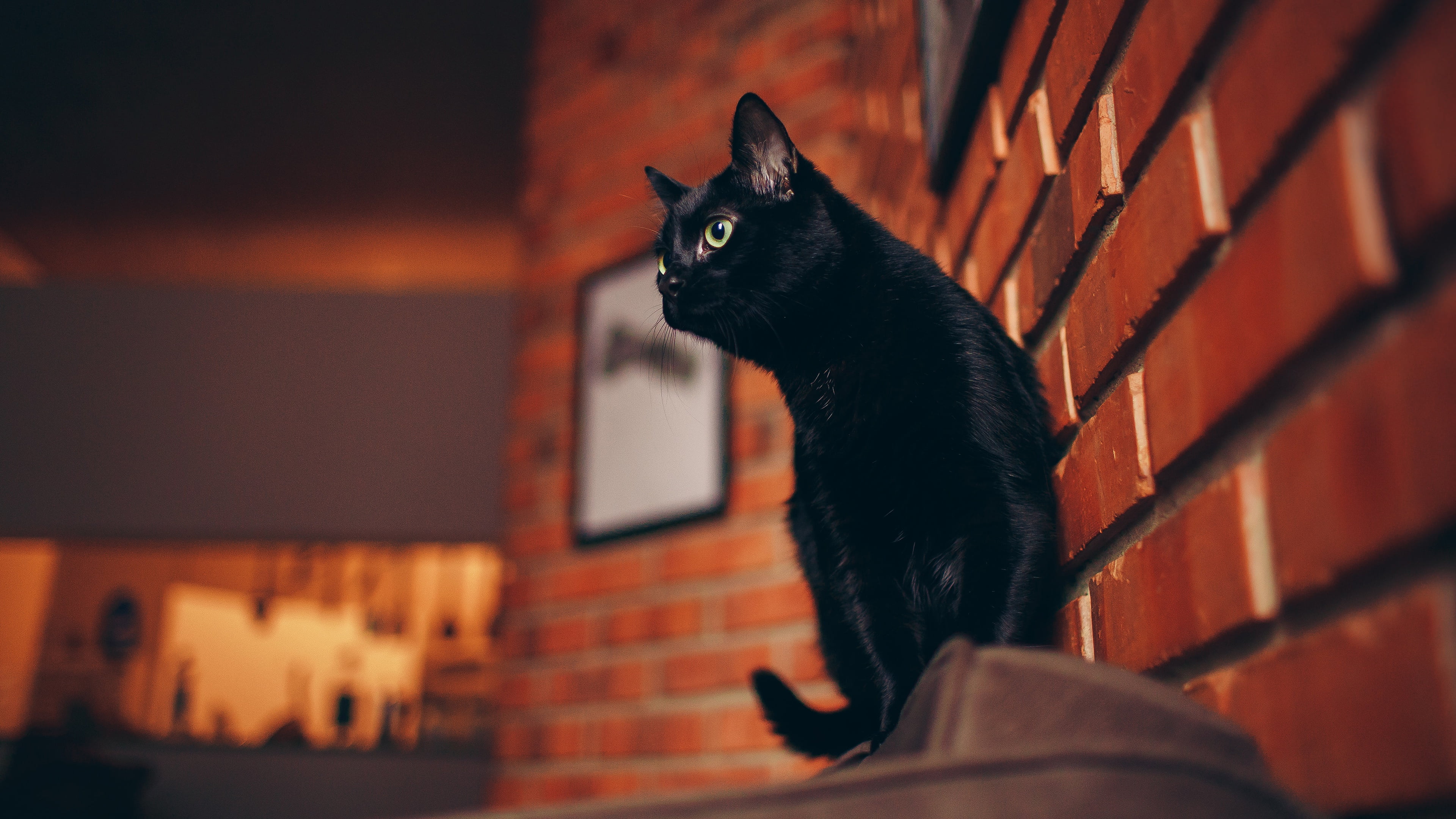 house, wall, sitting, bricks, black, walk, brown, cat, face, 4K, look, brick, street, frame, the evening, the city, the building, tail, background, pose, HD Wallpaper