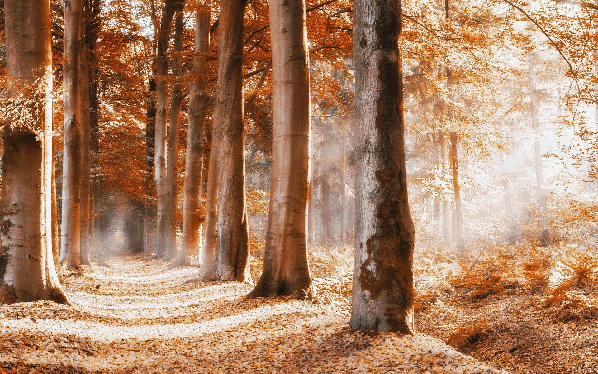 branch, leaves, plant, trunk, pine woodland, change, yellow, sunlight, tranquil scene, nature, no people, tree trunk, forest, street, tree, tranquility, HD Wallpaper