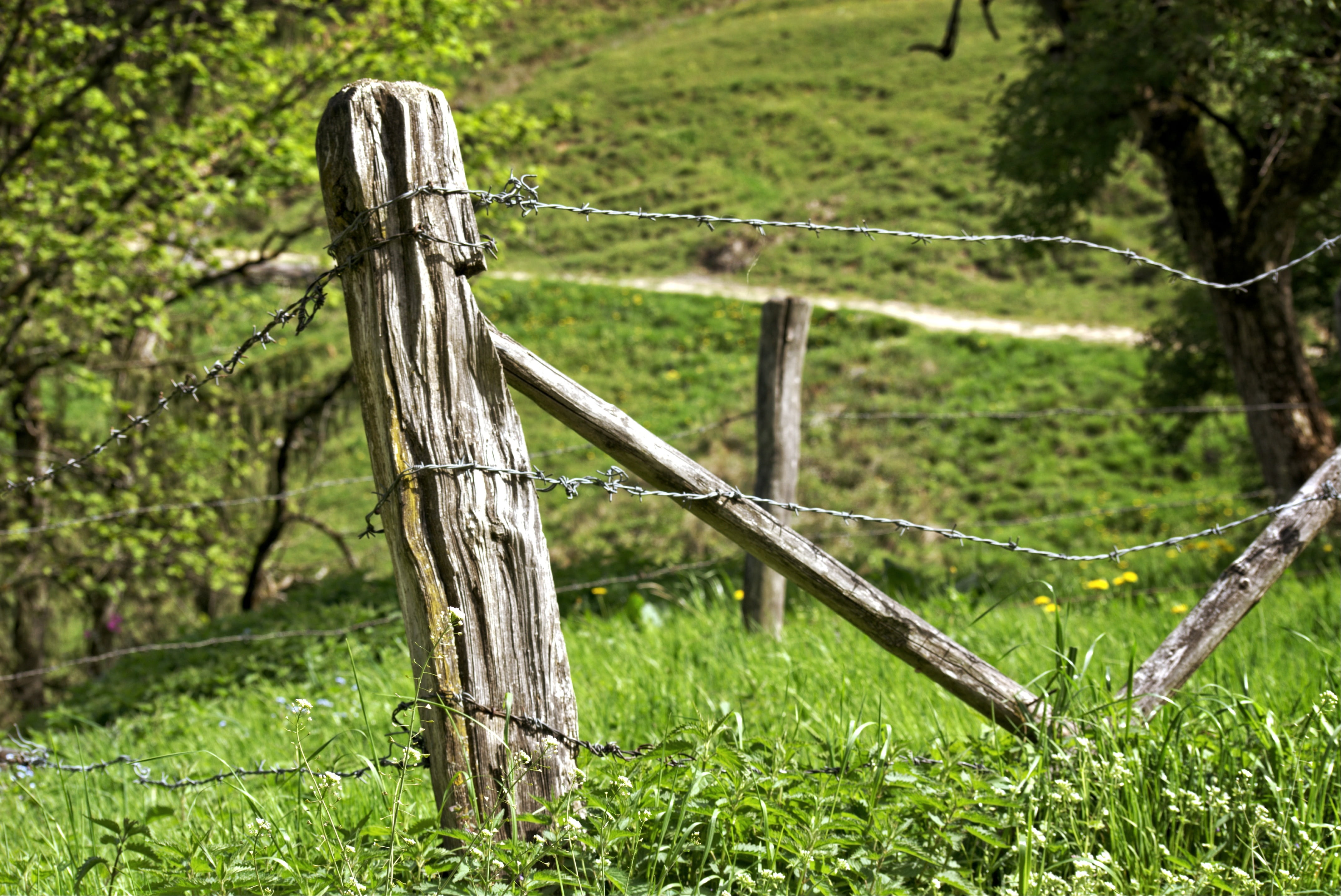 growth, fence, wire, security, barrier, plant, green color, boundary, old, barbed wire fence, focus on foreground, tree, grass, wooden posts, wiring, cattle fence, HD Wallpaper