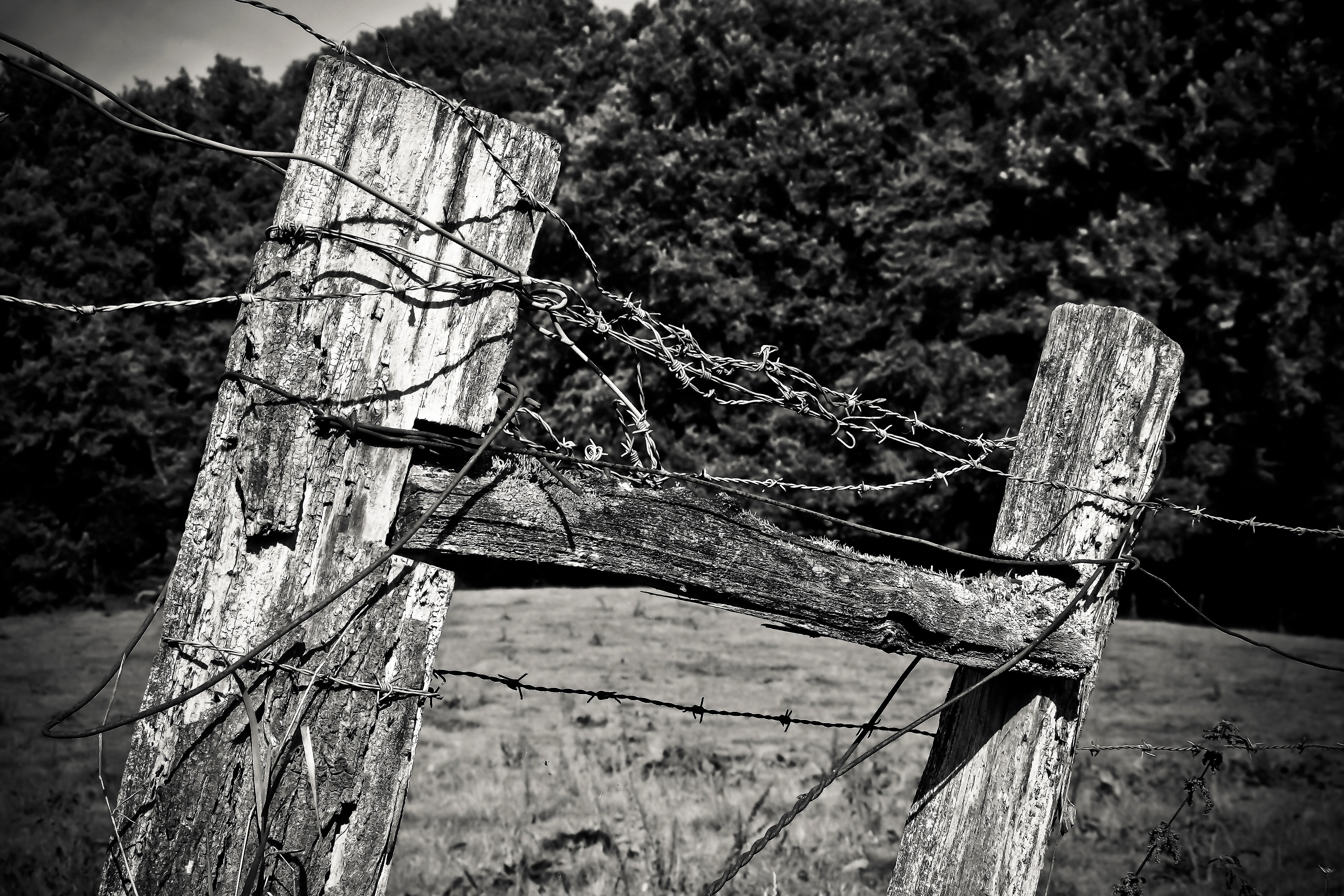 day, barbed wire, wooden posts, pasture fence, deterioration, metal, wood - material, tree, fence, demarcation, obsolete, structure, black white, pointed, HD Wallpaper
