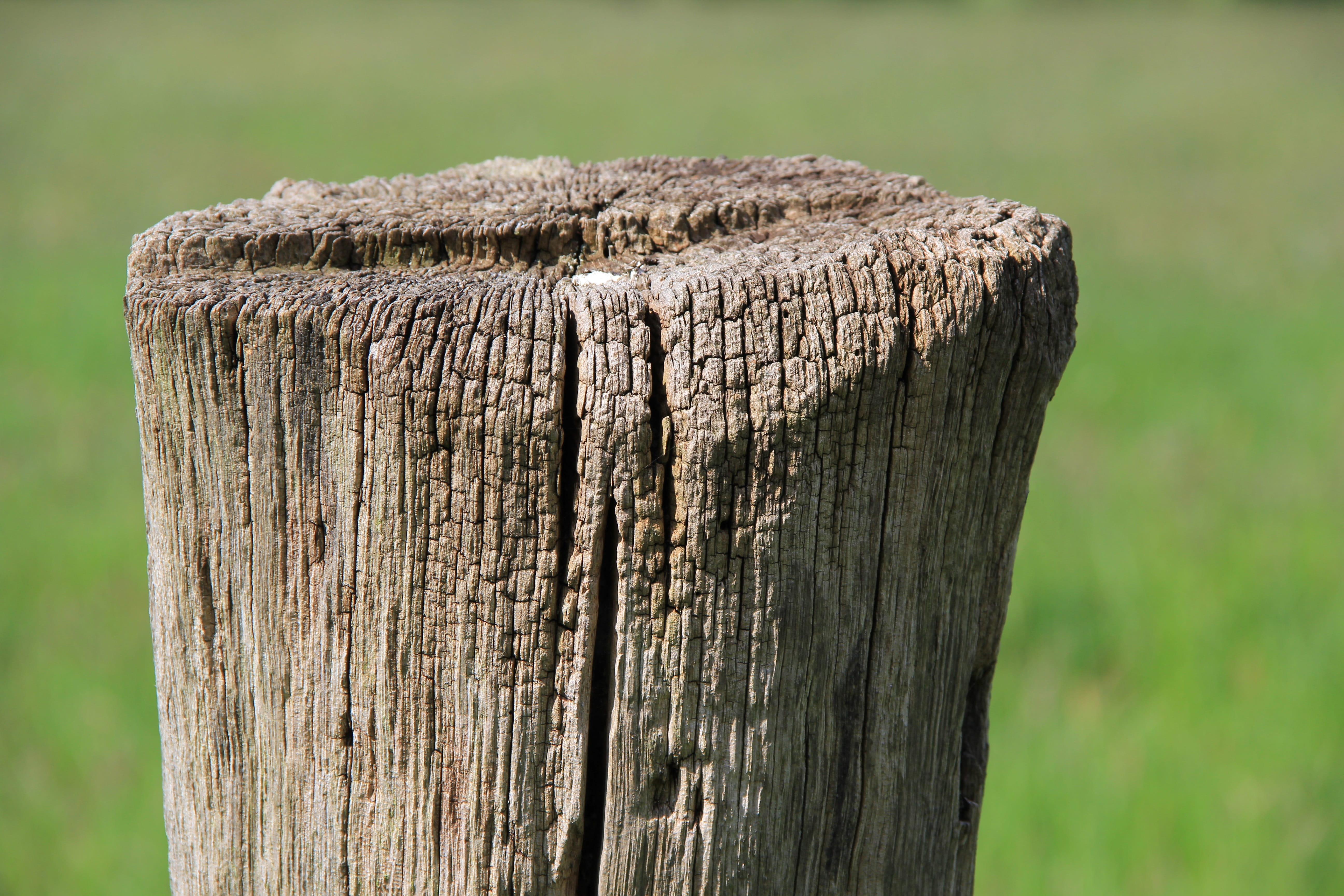 old, tree, 5K, agriculture, barrier, nature, Stake, landscape, Meadow, focus on foreground, wooden post, Willow, fence post, grass, bark, close-up, pasture fence, HD Wallpaper