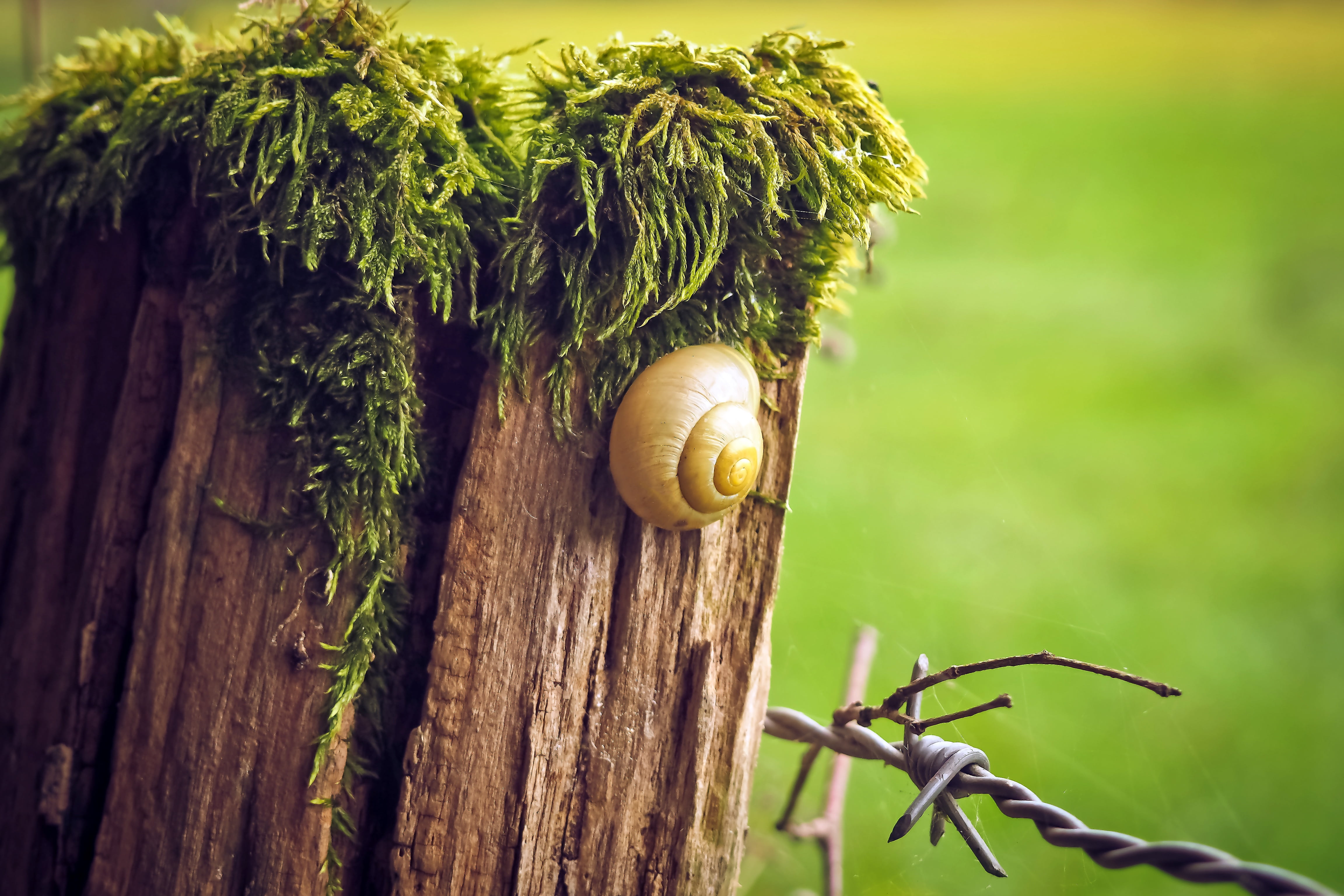 animal shell, animal wildlife, focus on foreground, rustic, snail shell, barbed wire, close, mollusk, snail, nature, small, pasture, one animal, green color, HD Wallpaper