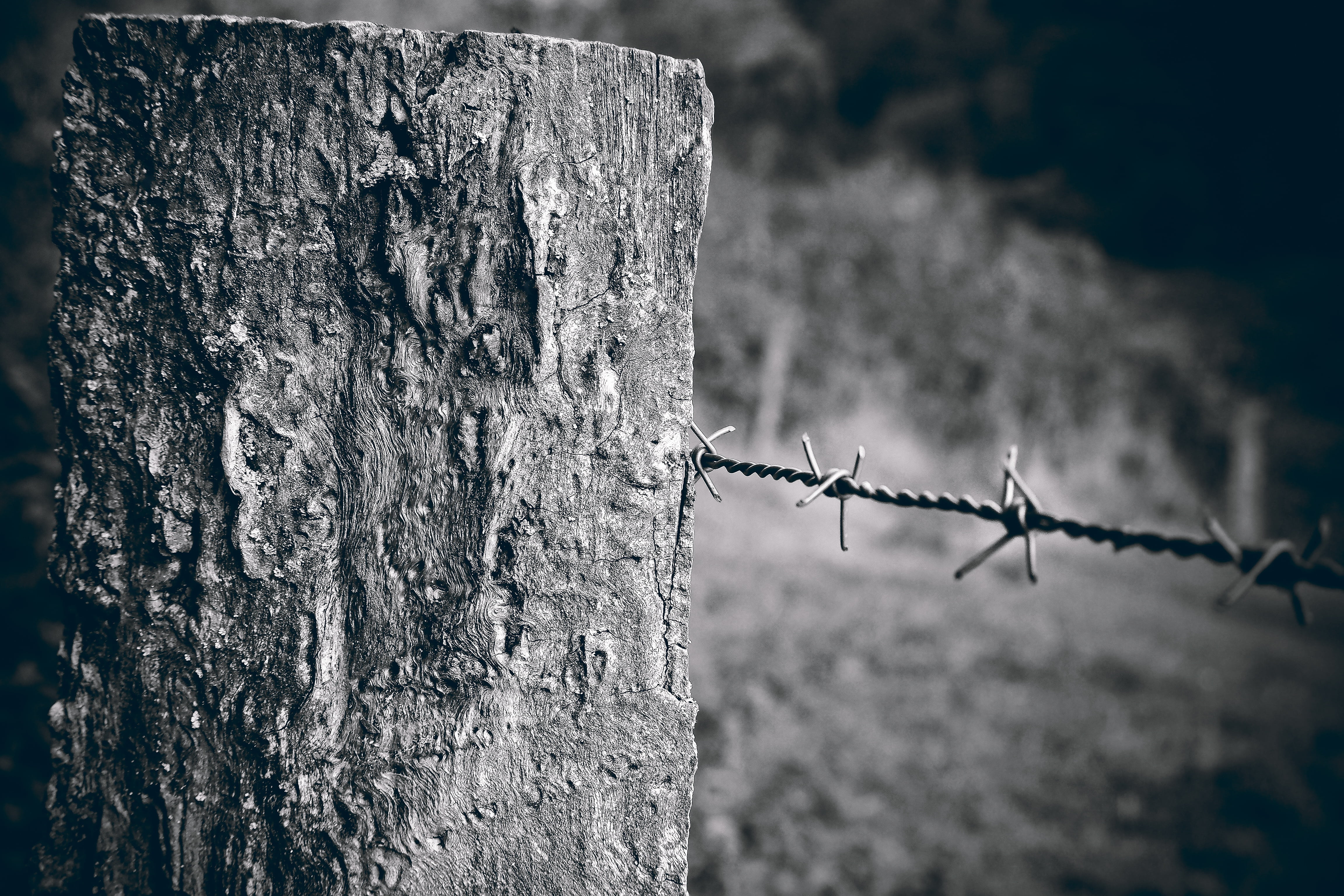 land, weathered, protection, wooden posts, wood, barrier, fence post, pointed, forbidden, day, rustic, structure, black and white, tree, plant, pasture fence, HD Wallpaper