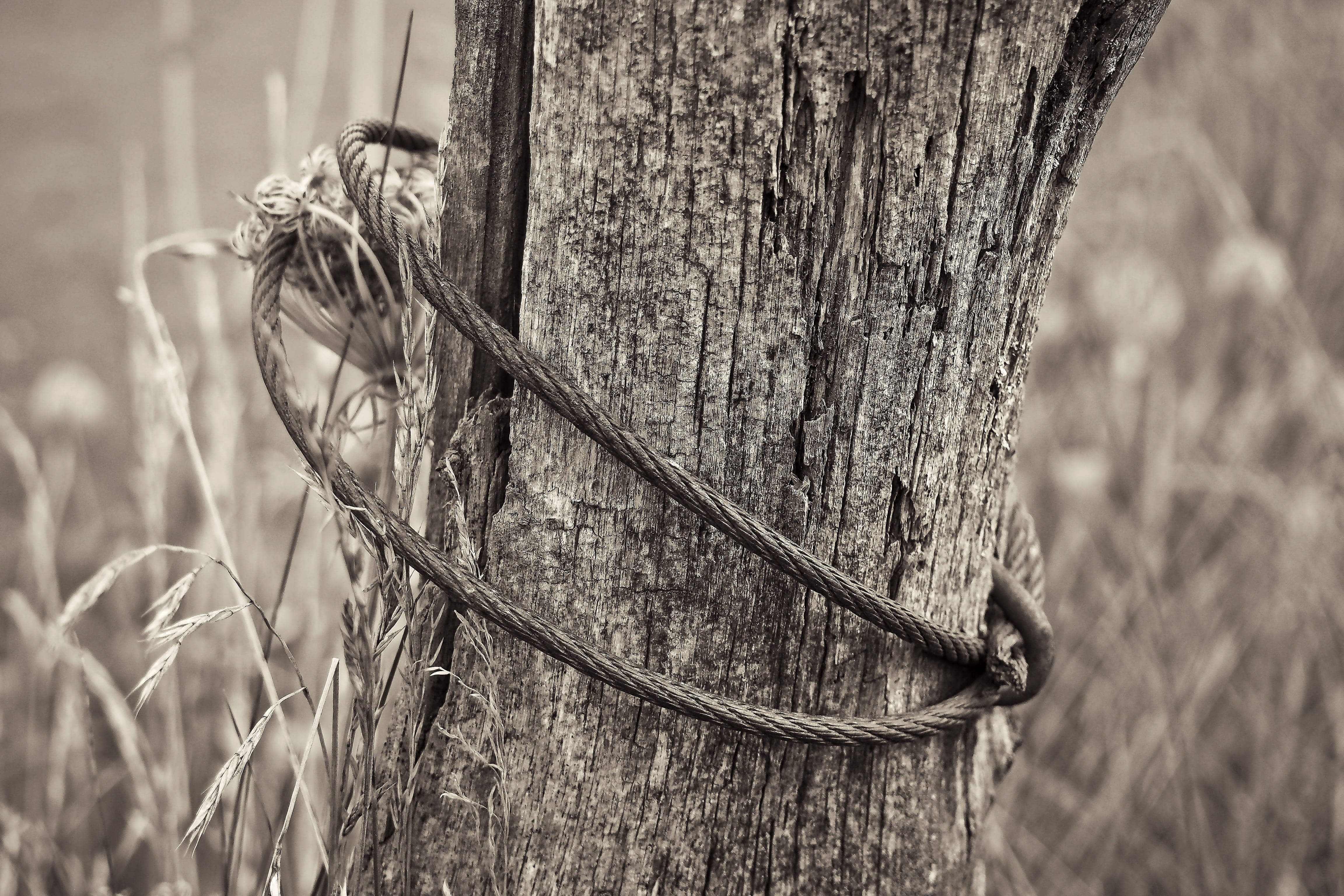 black white, old, wood fence, fence post, sw, wooden posts, weathered, limit, wiring, fence, metal, day, close-up, field, black and white, focus on foreground, HD Wallpaper