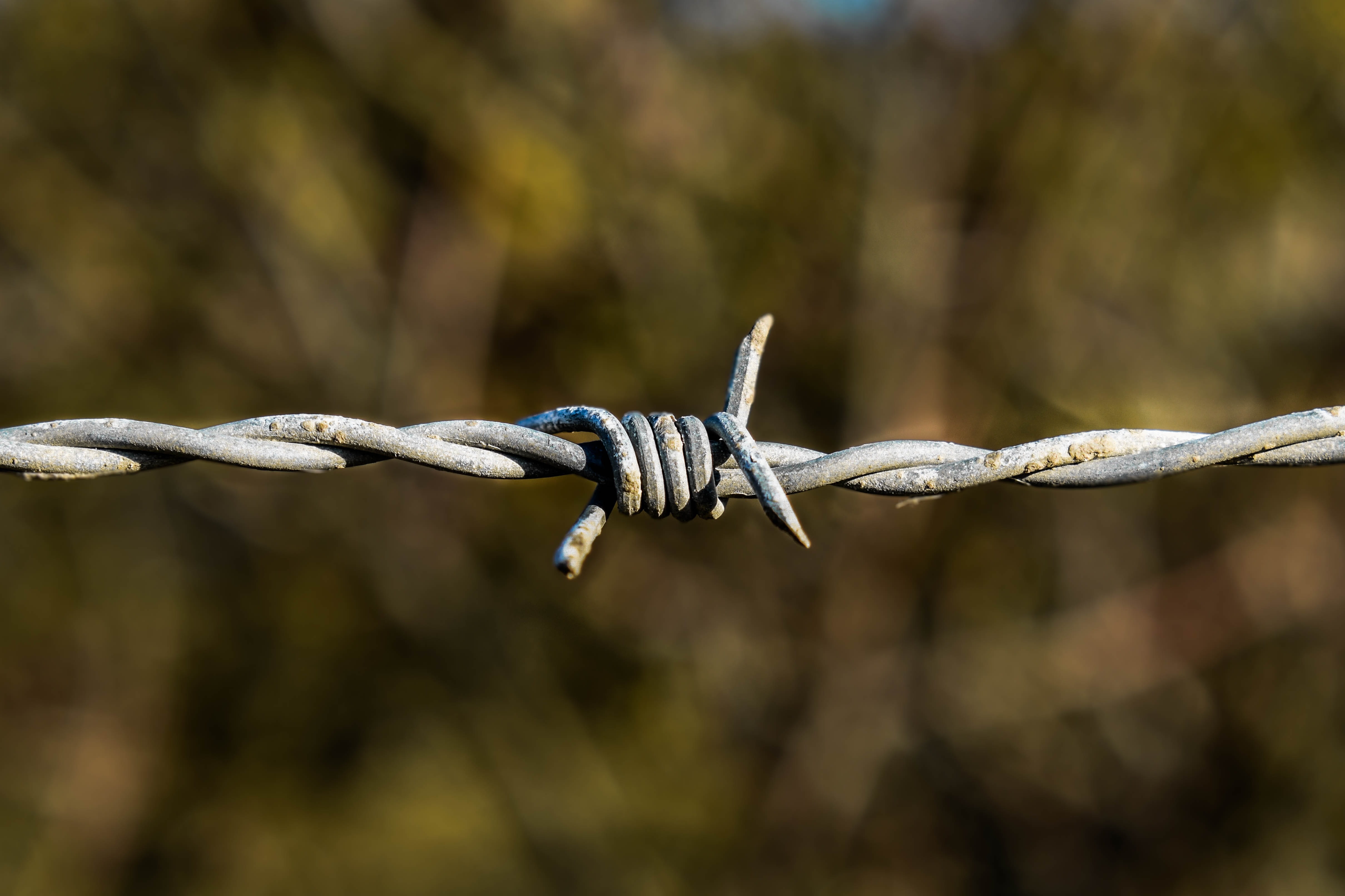 animal themes, safety, outdoors, tag, 4K, wire, protected, nature, closeup, animal wildlife, limit, focus on foreground, security, barbed wire, animal, HD Wallpaper