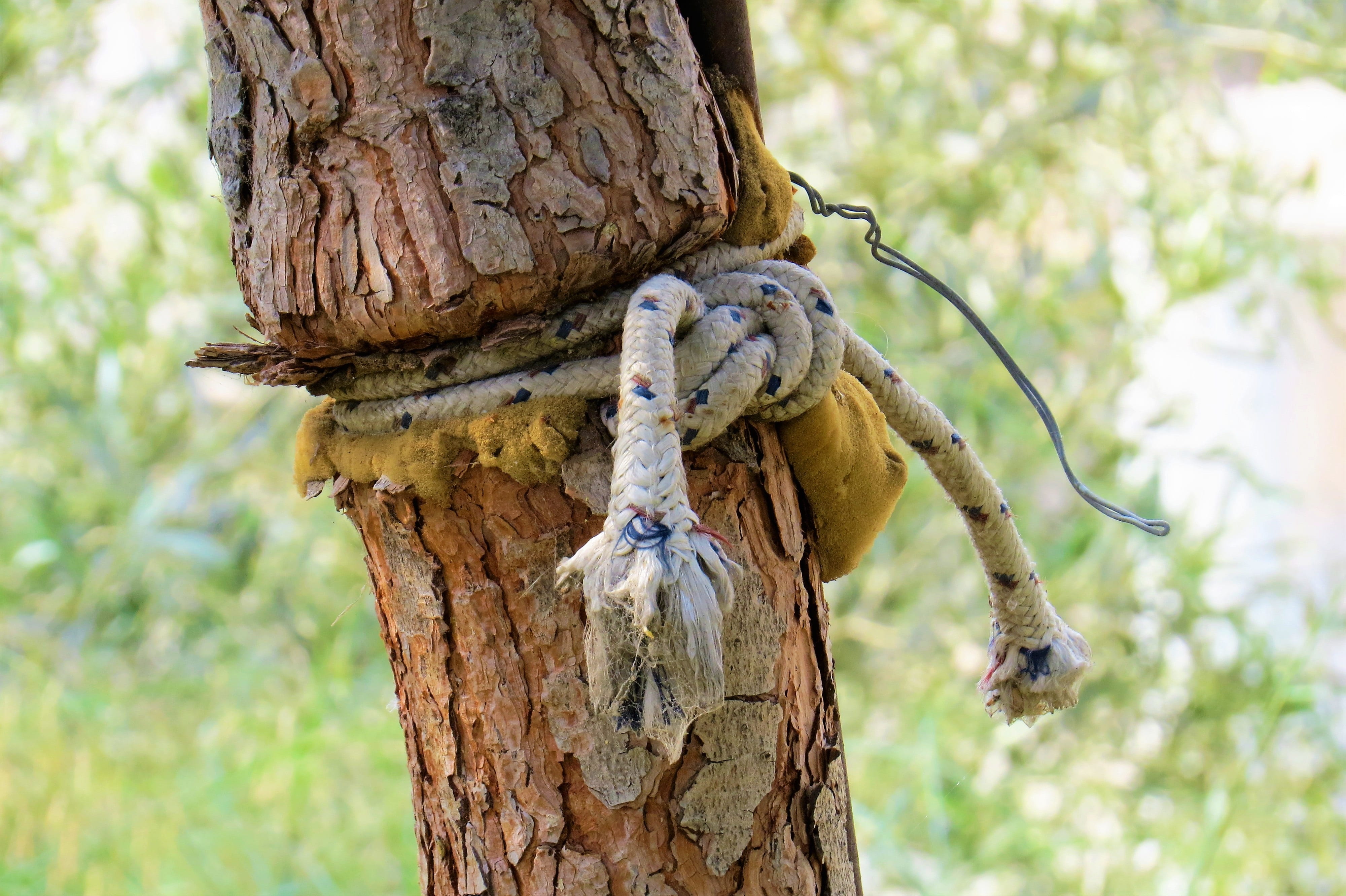 animal, close-up, day, trunk, wood - material, animal themes, branch, rope, one animal, textured, no people, nature, plant, hanging, animals in the wild, HD Wallpaper