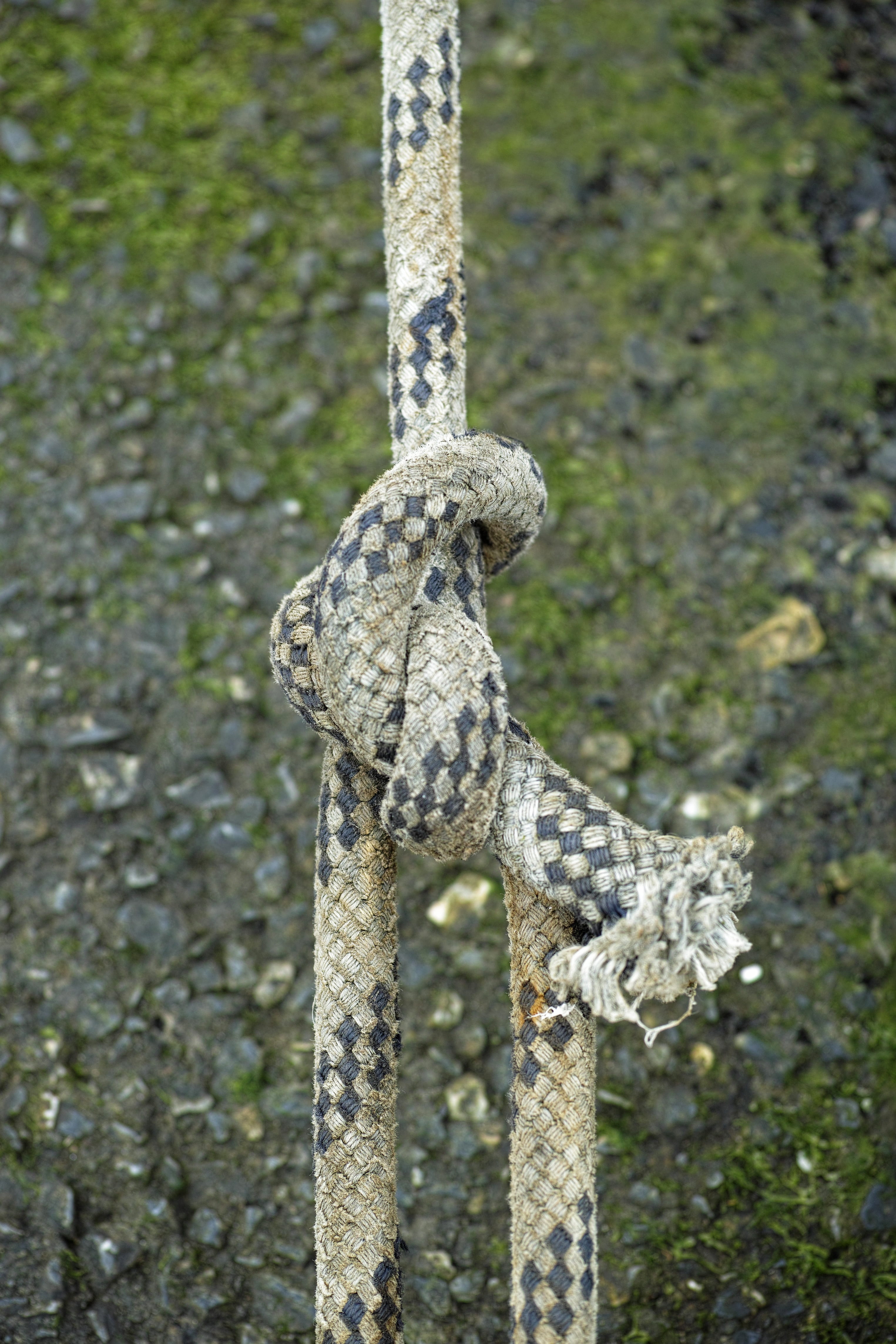 day, solid, wood - material, detail, wooden post, background, close, 4K, pole, one animal, rope, metal, maritime, nature, tree, pattern, animal wildlife, Phone HD Wallpaper