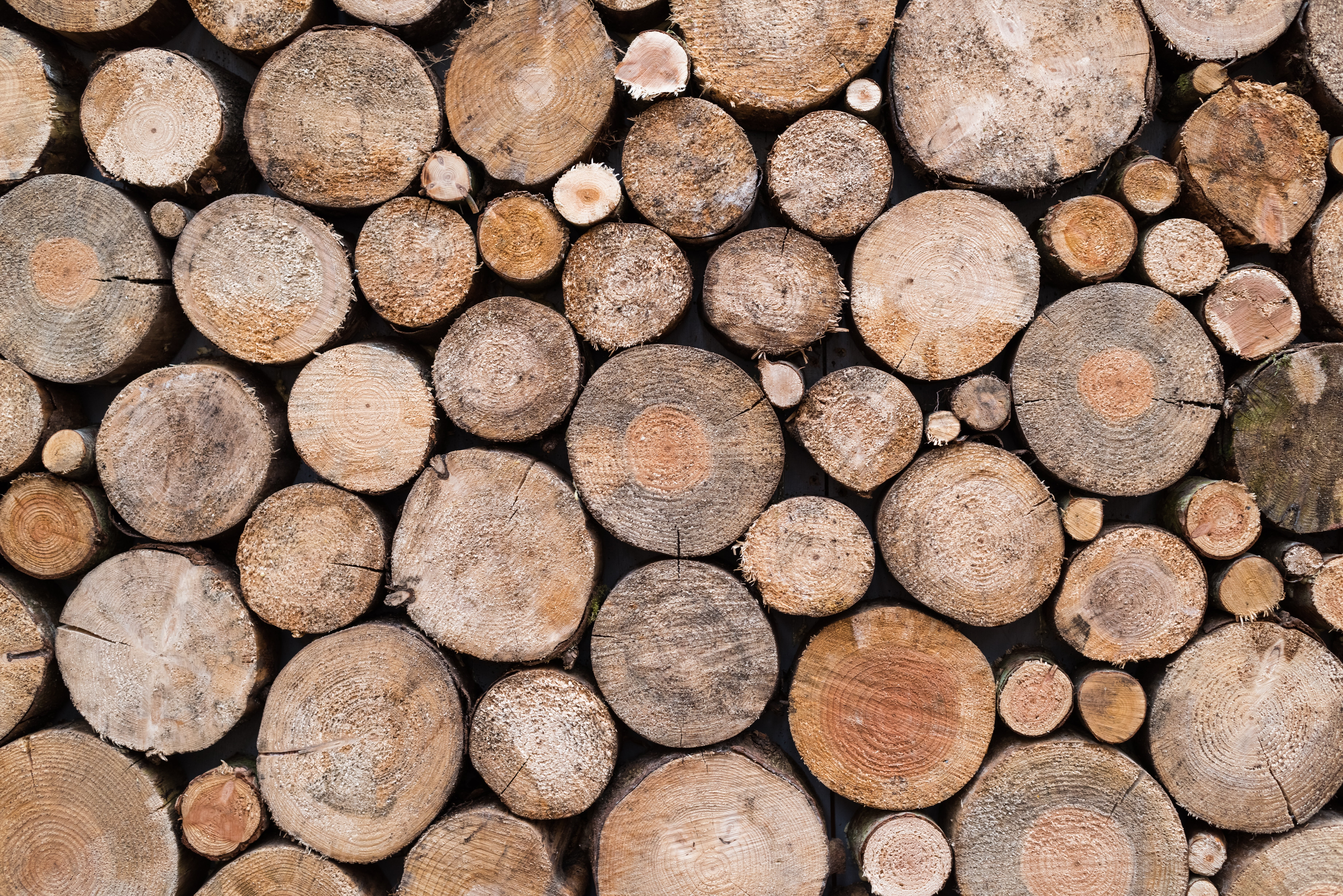 nature, tree ring, no people, stumps, full frame, wood, 5K, large group of objects, texture, lumber Industry, pattern, decoration, node, outdoors, cross Section, HD Wallpaper