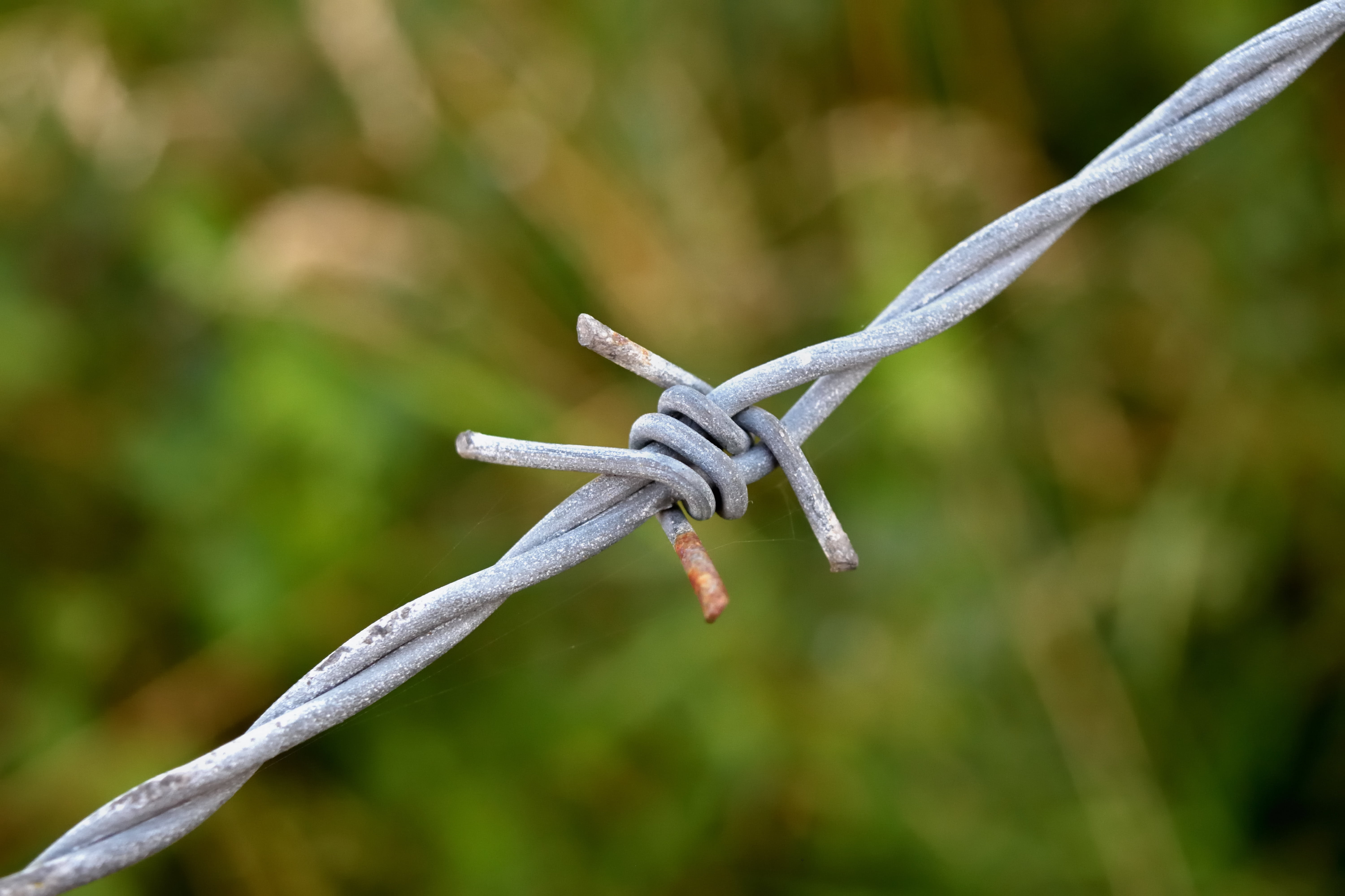 close-up, animal wildlife, sharp, barrier, no people, node, security, barbed wire, safety, day, 5K, metal, nature, rust, wire, green color, plant, outdoors, HD Wallpaper