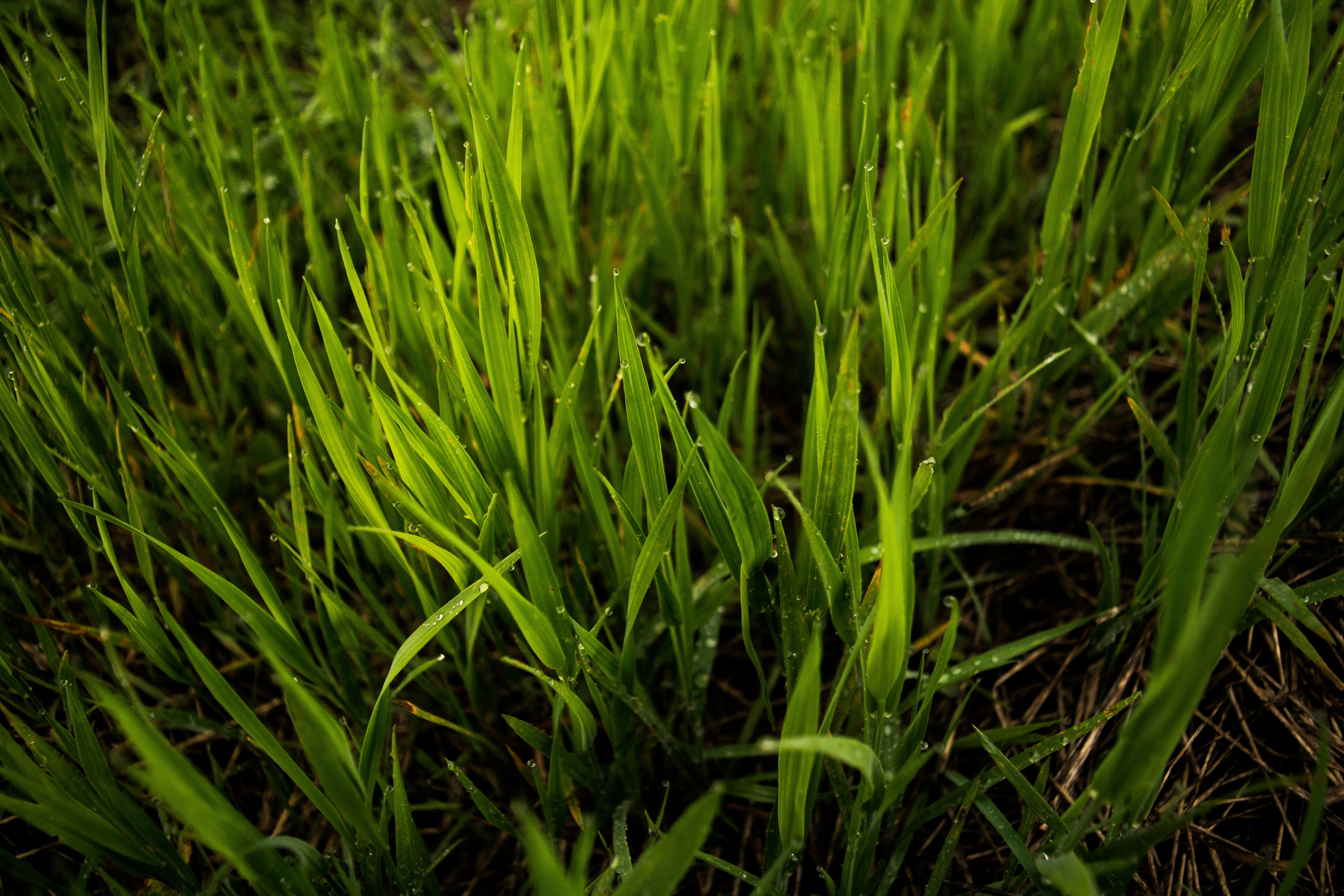 outdoor, rural, meadow, crop, blades, space, freshness, beauty in nature, growth, full frame, earth, no people, sky, landscape, spring, green, day, field, HD Wallpaper