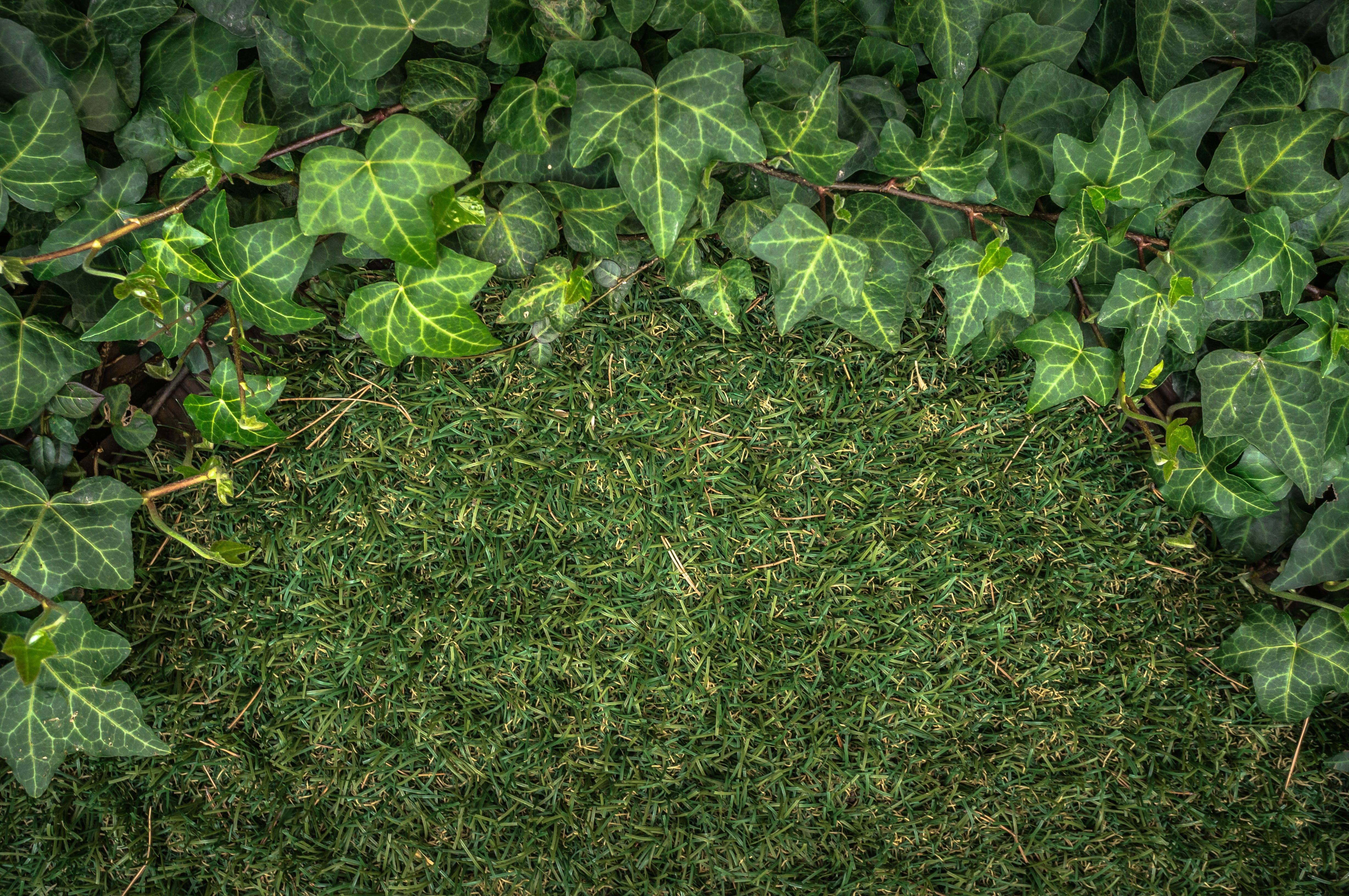 nature, crop, food and drink, plants, leaf, high angle view, no people, directly above, freshness, green, artificial turf, 4K, ivy, plant part, growth, HD Wallpaper