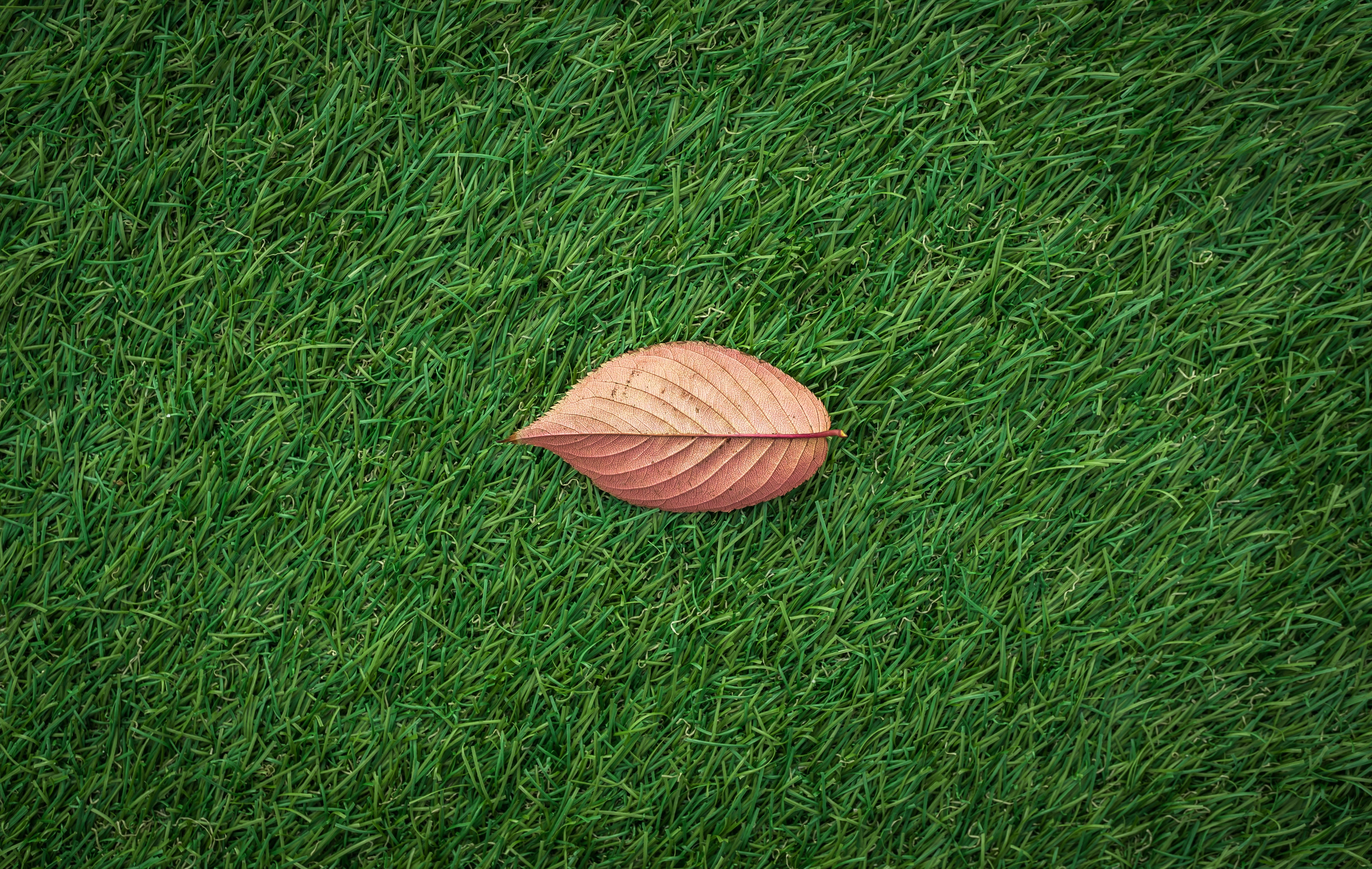 outdoors, nature, beauty in nature, leaves, no people, day, land, leaf, high angle view, green color, plants, yellow, autumn, texture, vulnerability, american football - sport, HD Wallpaper
