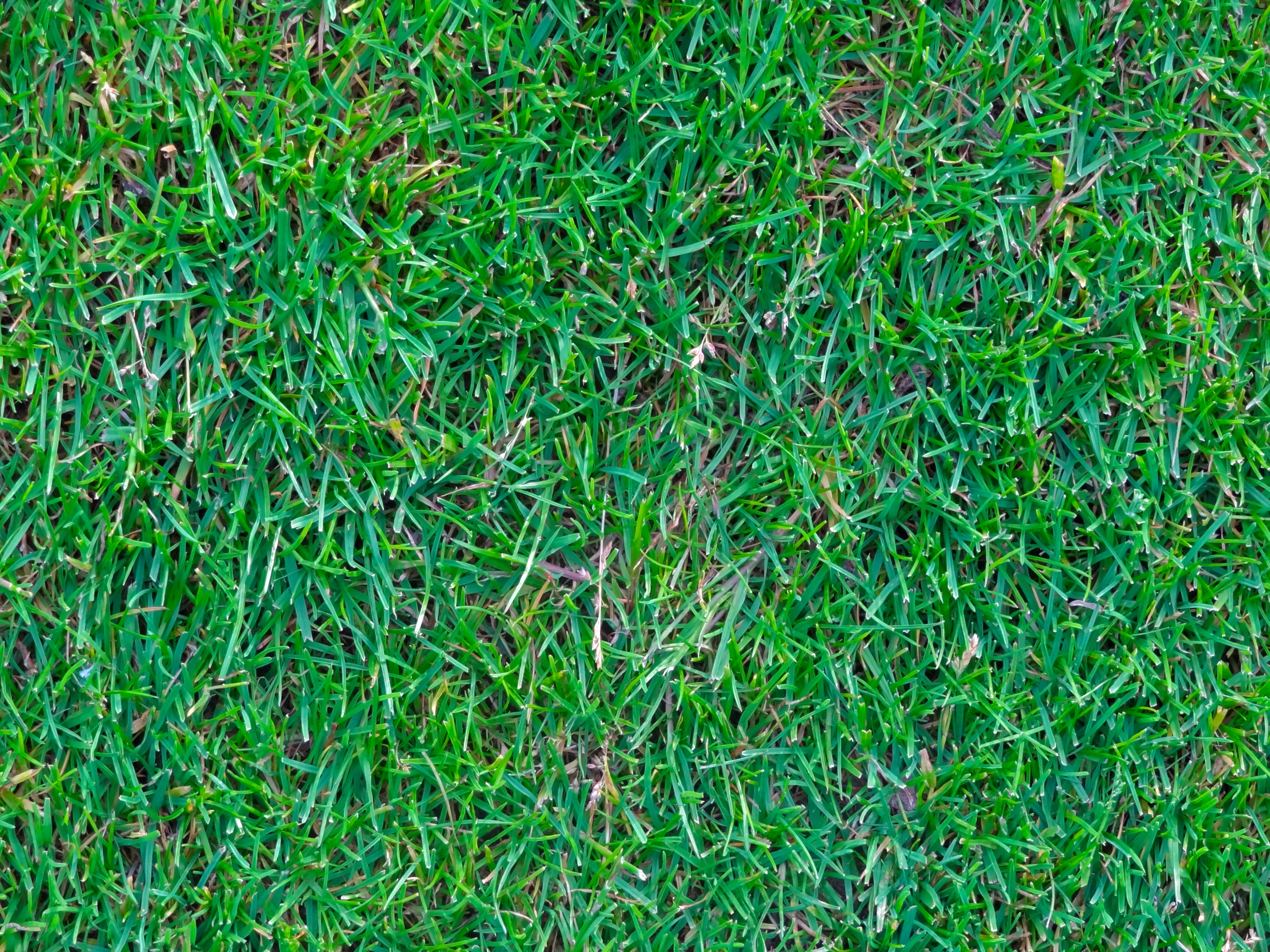 foliage, grass court, day, graze, outdoors, growth, land, field, directly above, 2K, grass, high angle view, lush foliage, green color, backgrounds, beauty in nature, HD Wallpaper