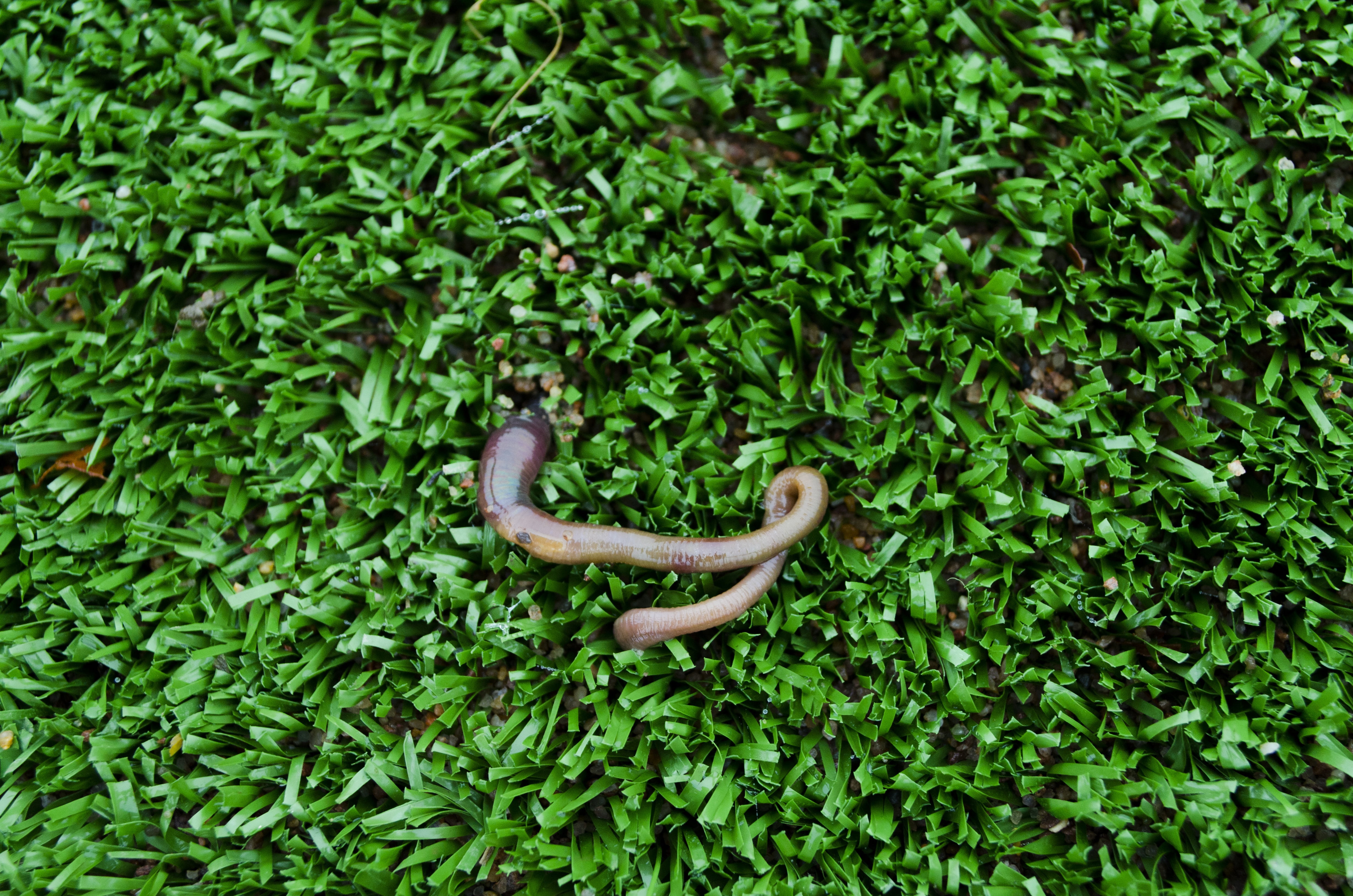 leaf, vertebrate, outdoors, worm, artificial turf, lush foliage, day, green color, tree, lawn, plant, green, foliage, animal wildlife, plant part, no people, HD Wallpaper