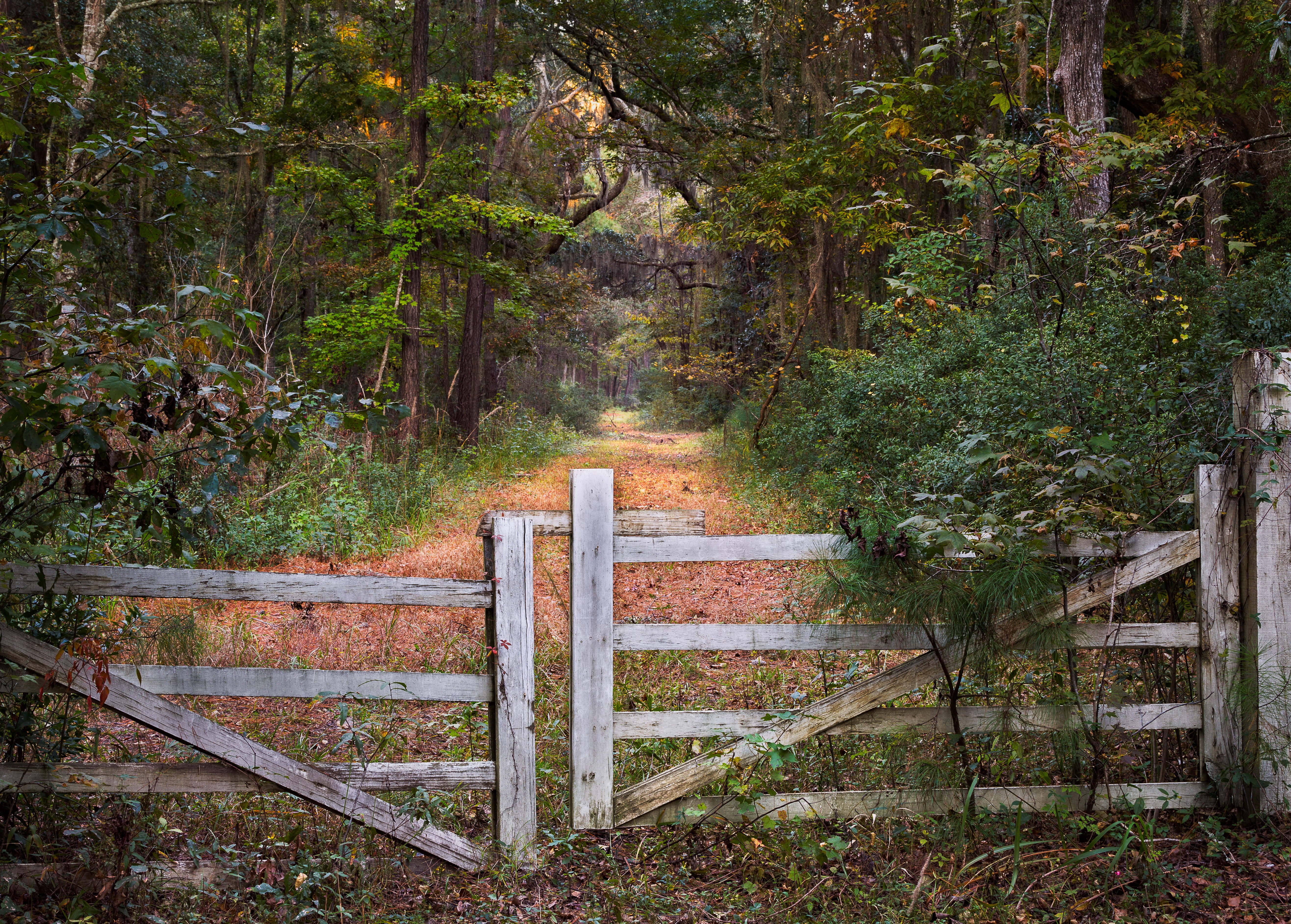 boundary, day, plant, wood, tranquil scene, brown, fence, railing, gray, forest, metal, beauty in nature, gates, seat, direction, growth, tree, wood - material, HD Wallpaper