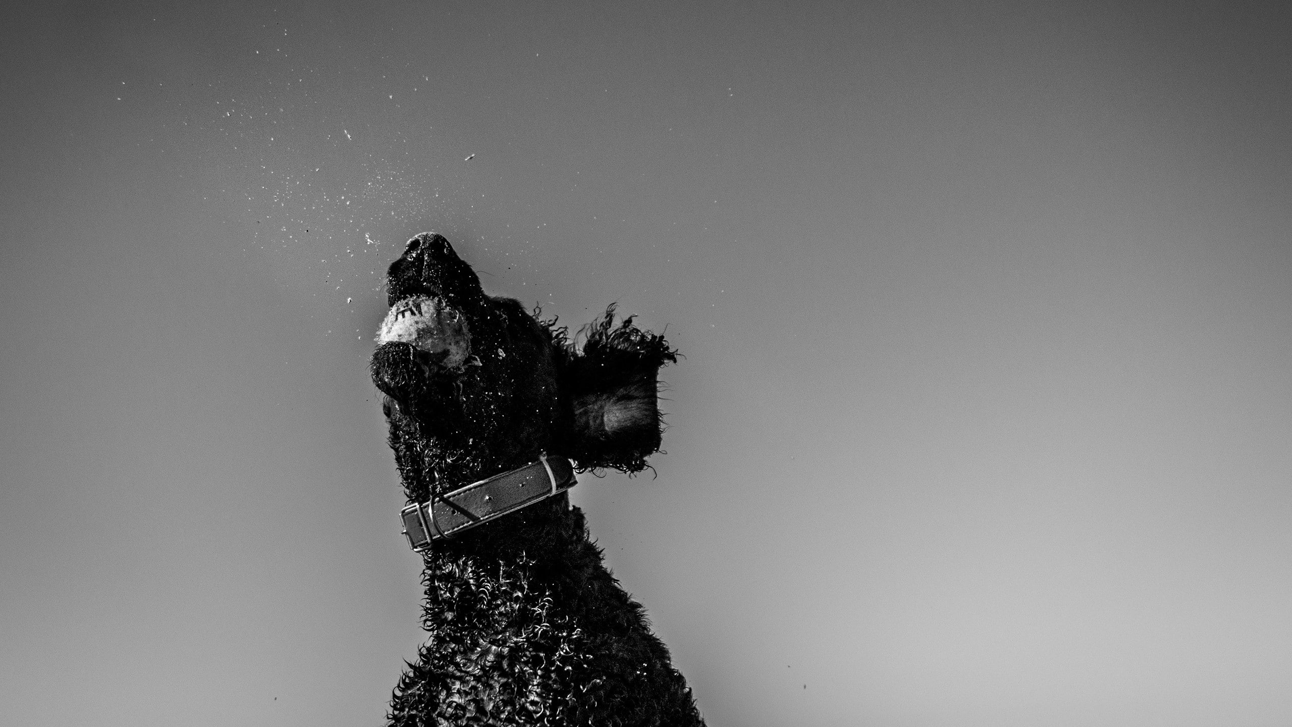 dog, tennis balls, Fetch, 2K, HD Wallpaper