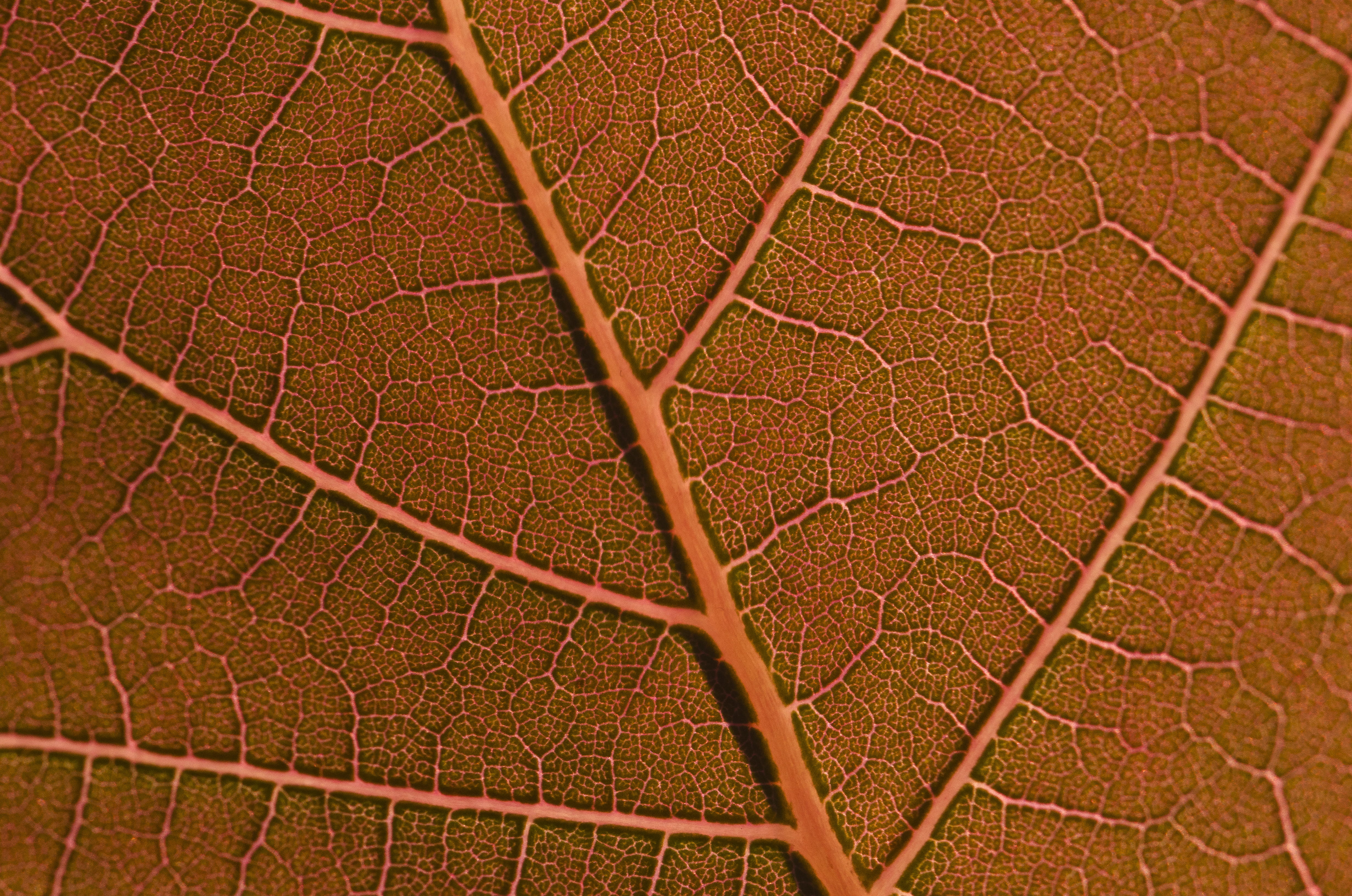 pattern, leaf vein, united states, 4K, extreme close-up, leaf, fall, close-up, no people, life-line, outdoors, brown, day, fruit, lifeline, plant, red, HD Wallpaper