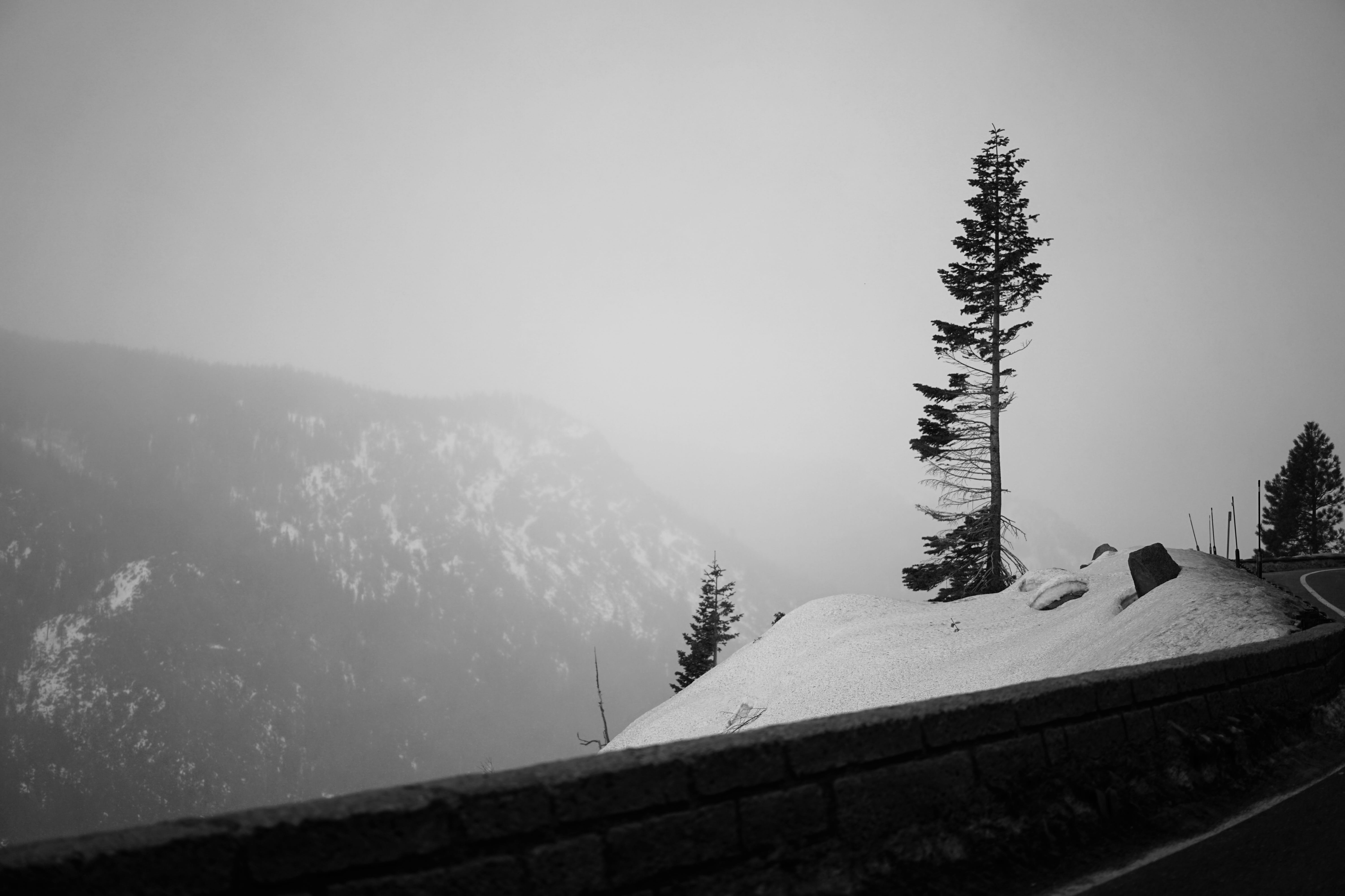ornament, daytime, pollen, beauty in nature, architecture, ice, beside, non-urban scene, guardrail, no people, day, tree, coniferous tree, slope, conifer, HD Wallpaper