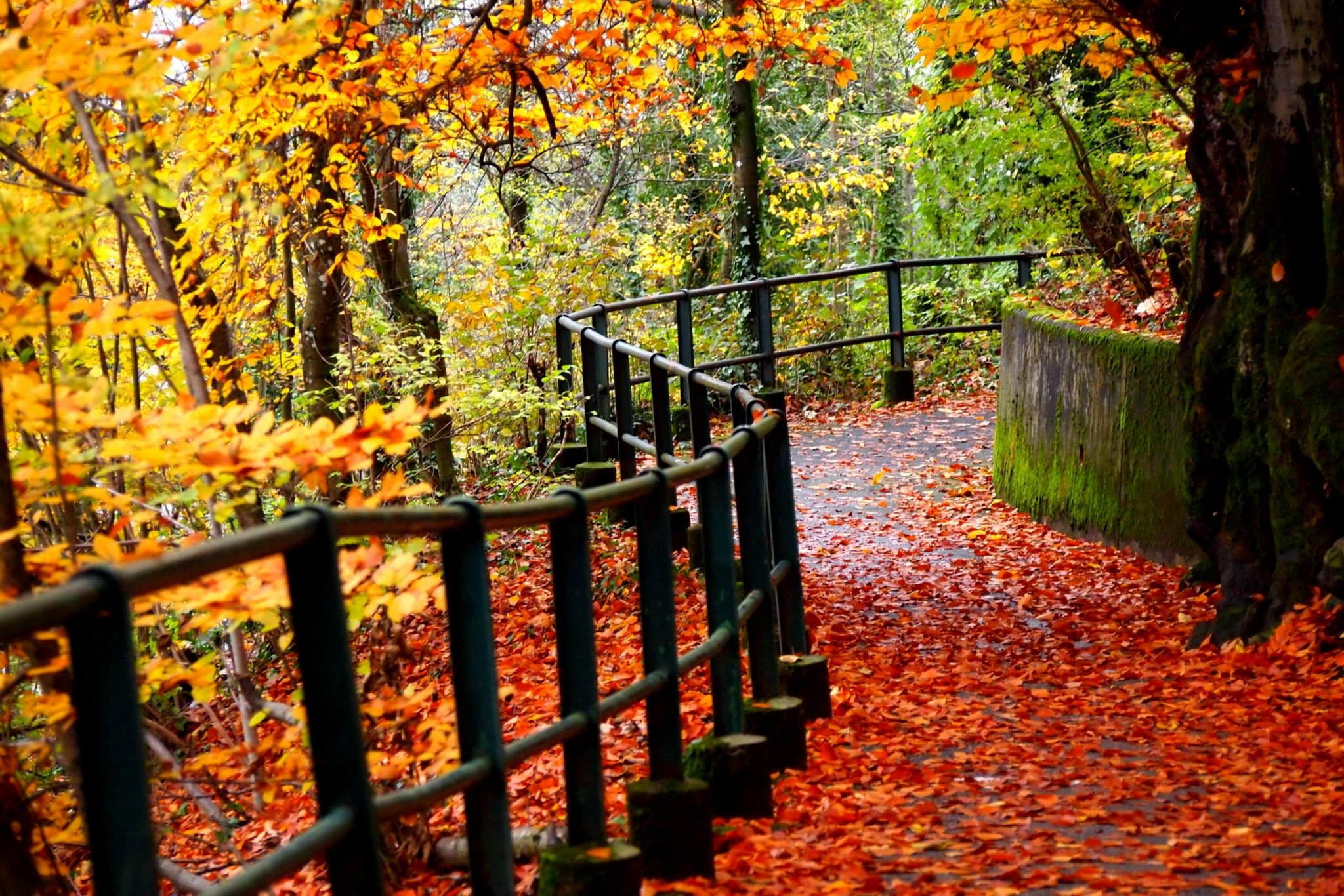 plant, railing, autumn, no people, winding, beauty in nature, autumn collection, tranquility, tranquil scene, leaves, nature, path, road, footbridge, leaf, HD Wallpaper
