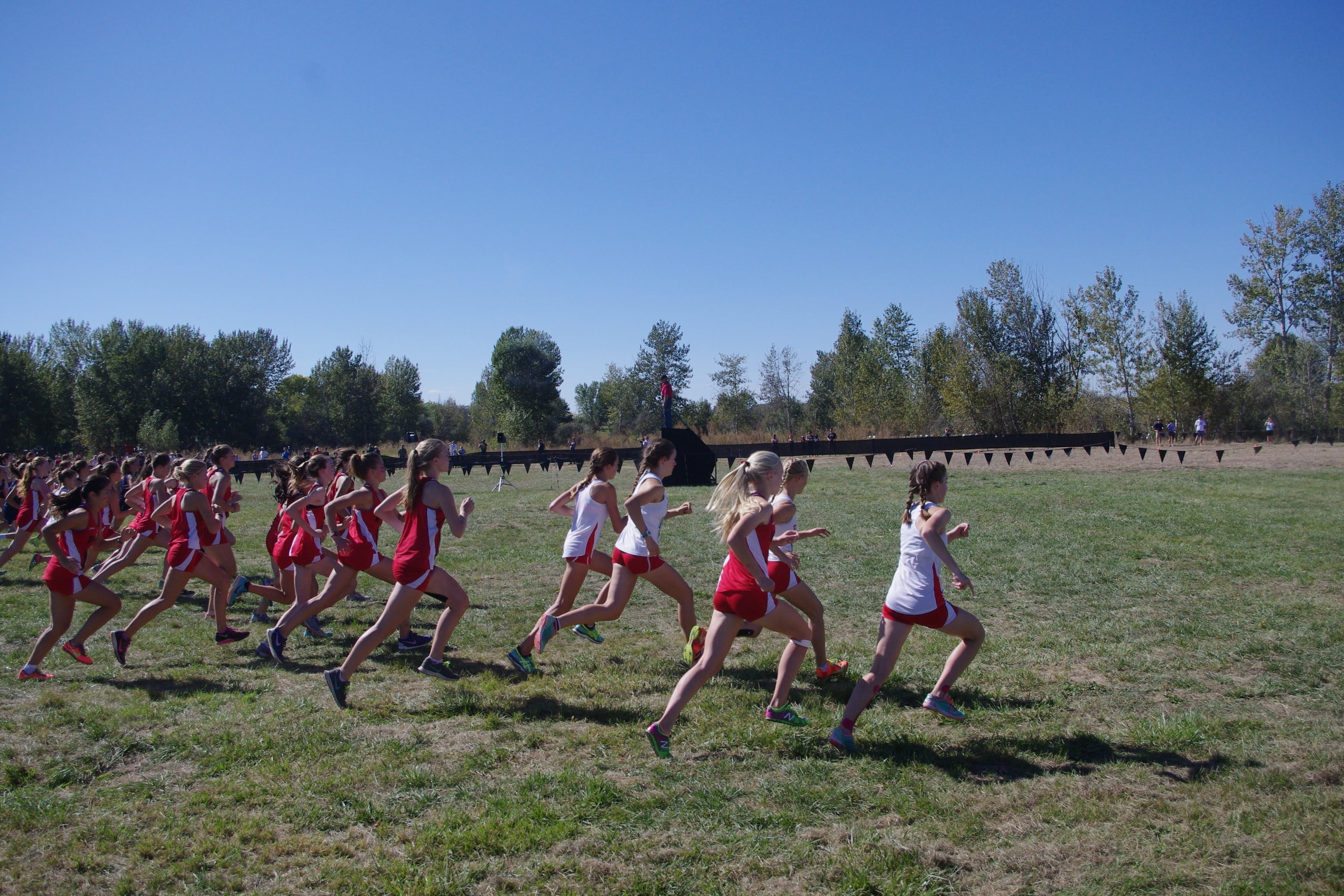 grass, athlete, starting line, large group of people, group of people, men, start, xc, runners, exercising, leisure activity, race, running race, tree, HD Wallpaper
