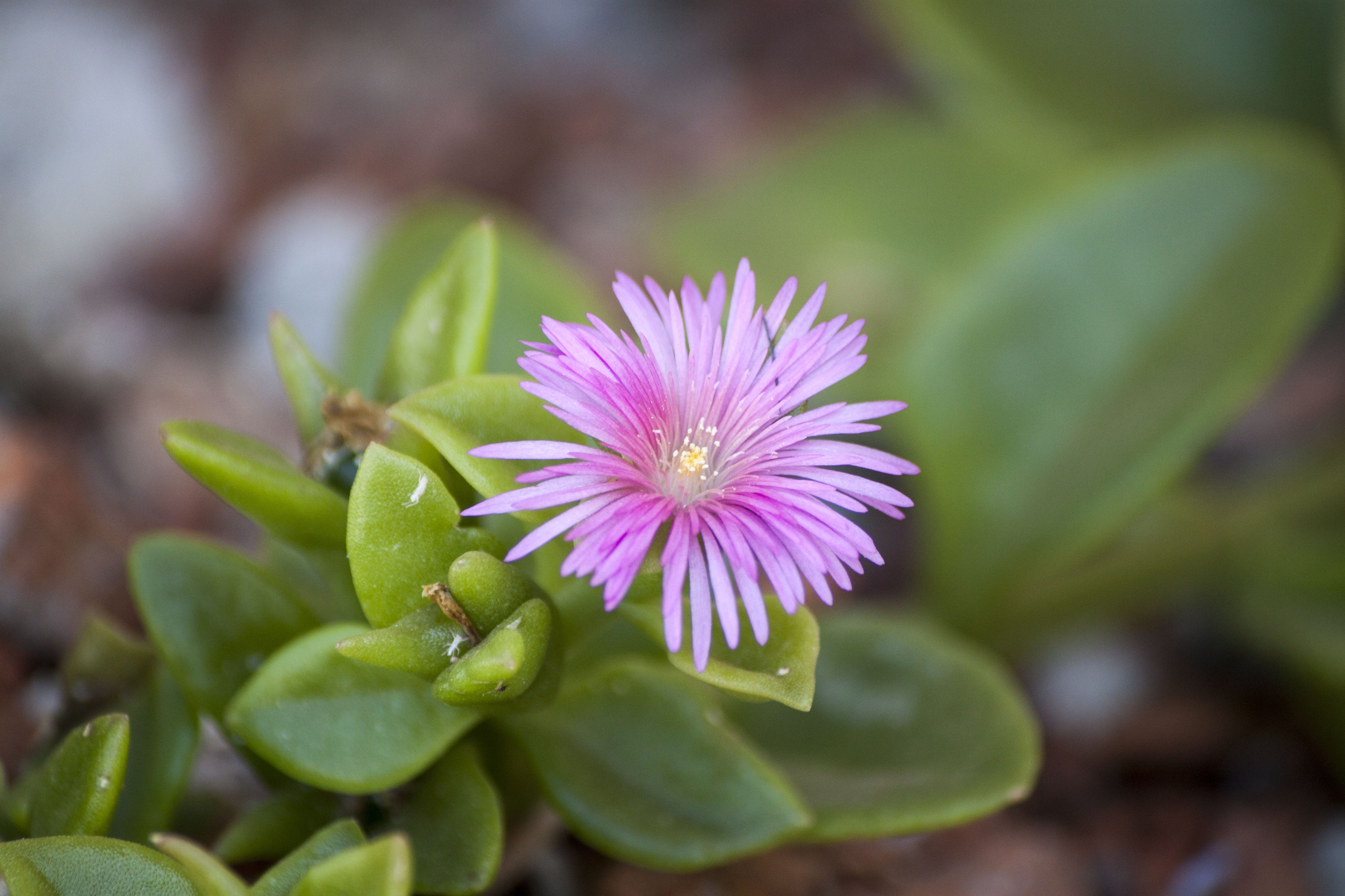 small, pink, gorgeous, saturated, tiny, beauty in nature, herb, flowering plant, clover, no people, inflorescence, outdoors, stamen, plant part, petal, HD Wallpaper
