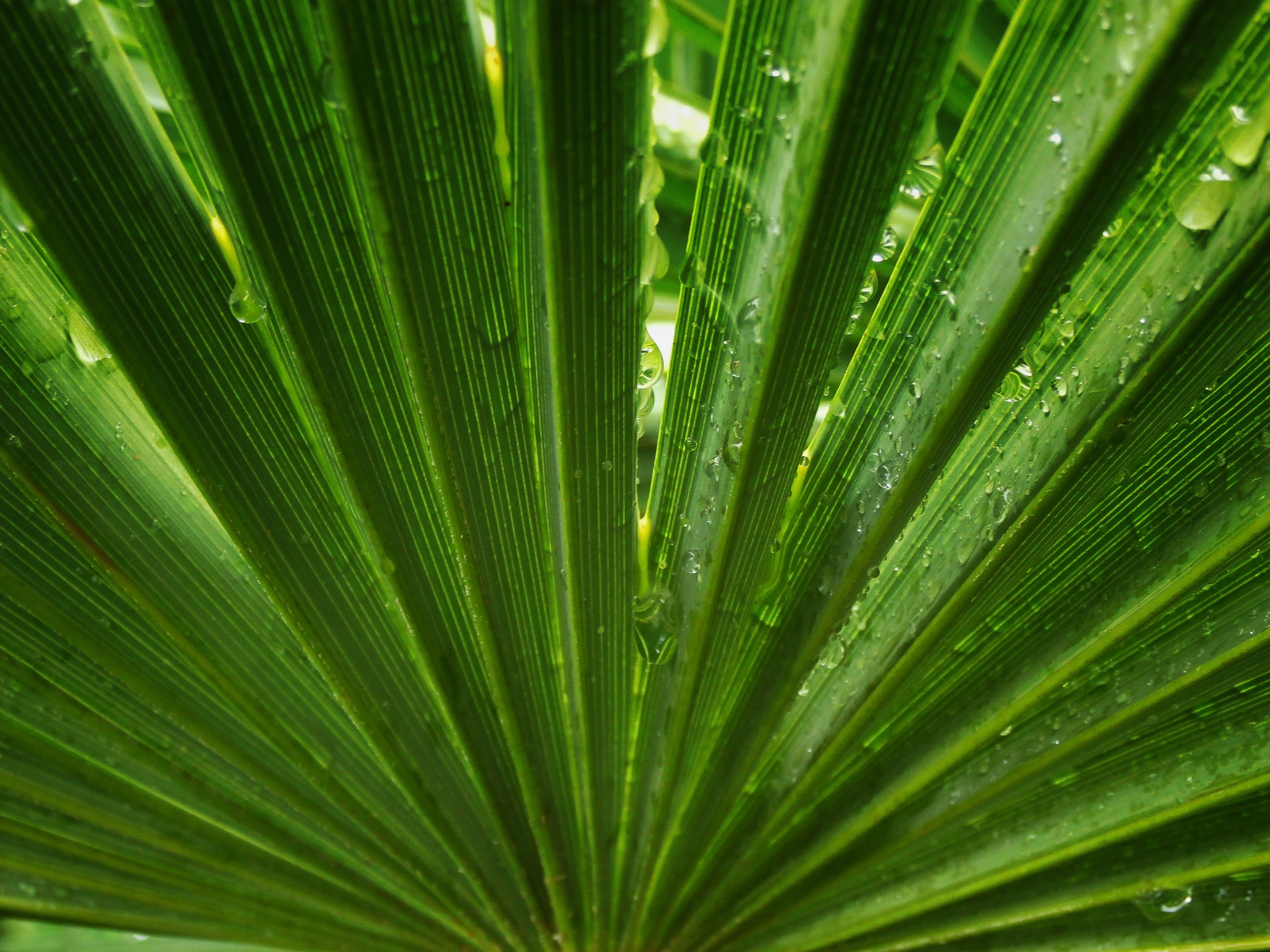 drops, beauty in nature, close-up, backgrounds, green color, leaf, palms, lines, tree, no people, full frame, freshness, day, dew, plant, palm leaf, center, HD Wallpaper