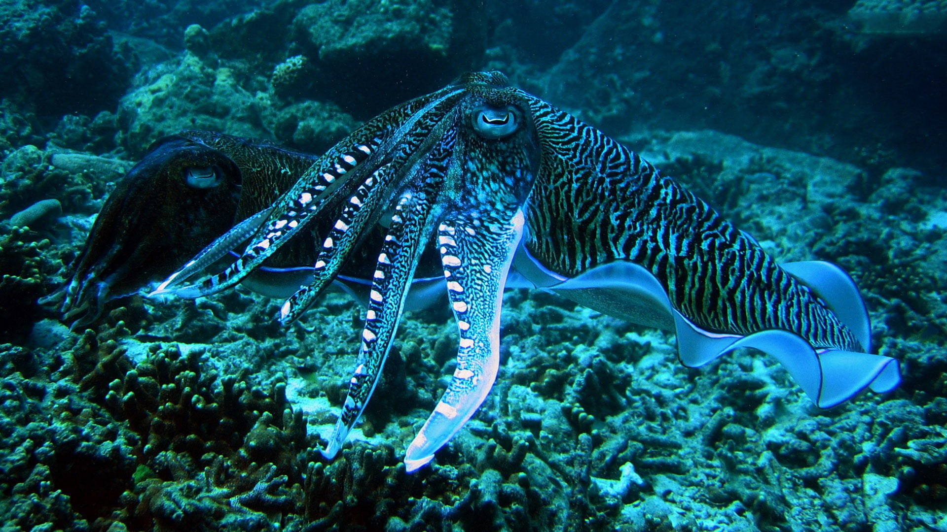 andaman, 1080P, rings, cuttlefish, sea, desktop, thailand, hd, blue, HD Wallpaper