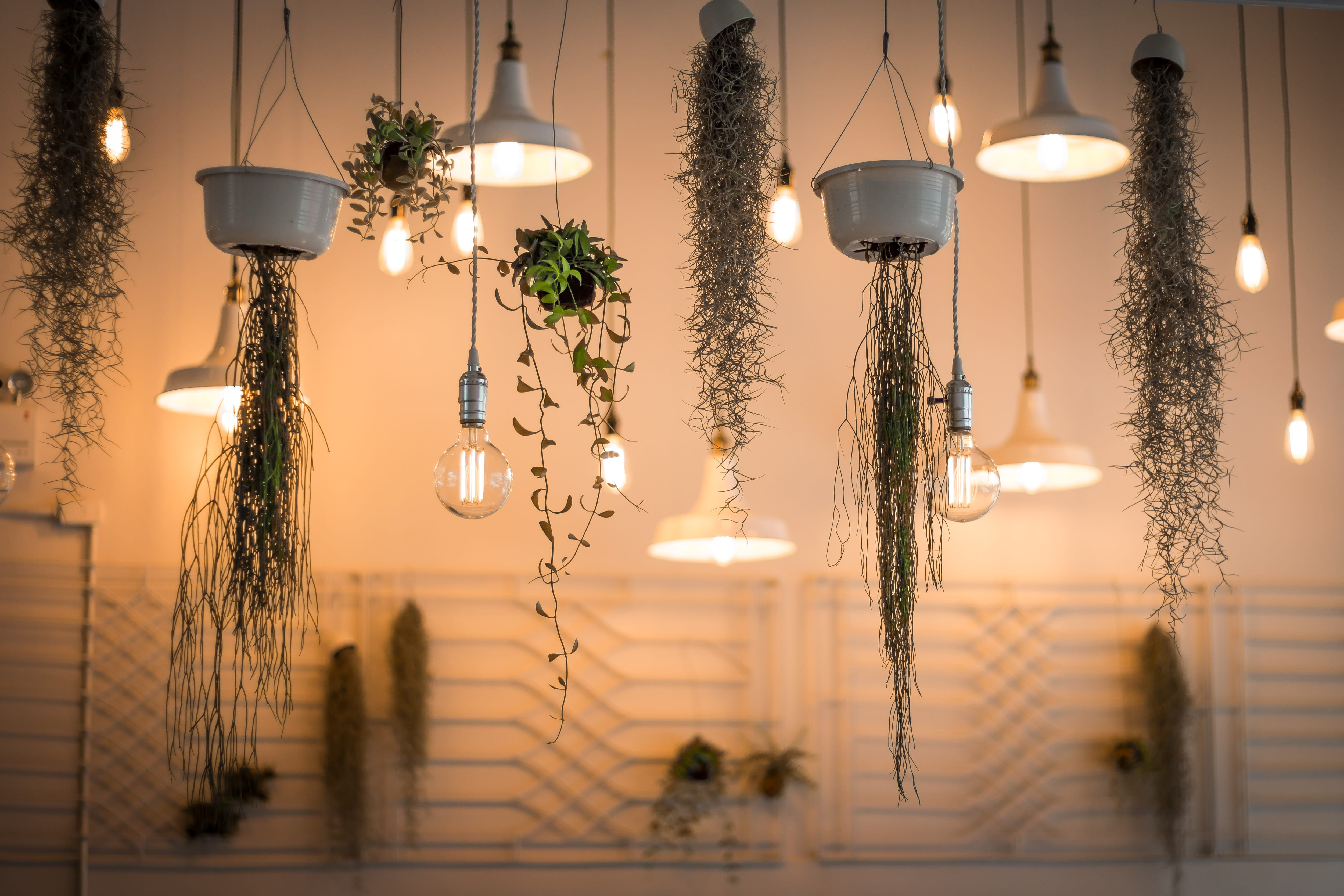 illuminated, indoors, 4K, low angle view, suspended, focus on foreground, electricity, no people, electric light, plant, celebration, lighting equipment, HD Wallpaper