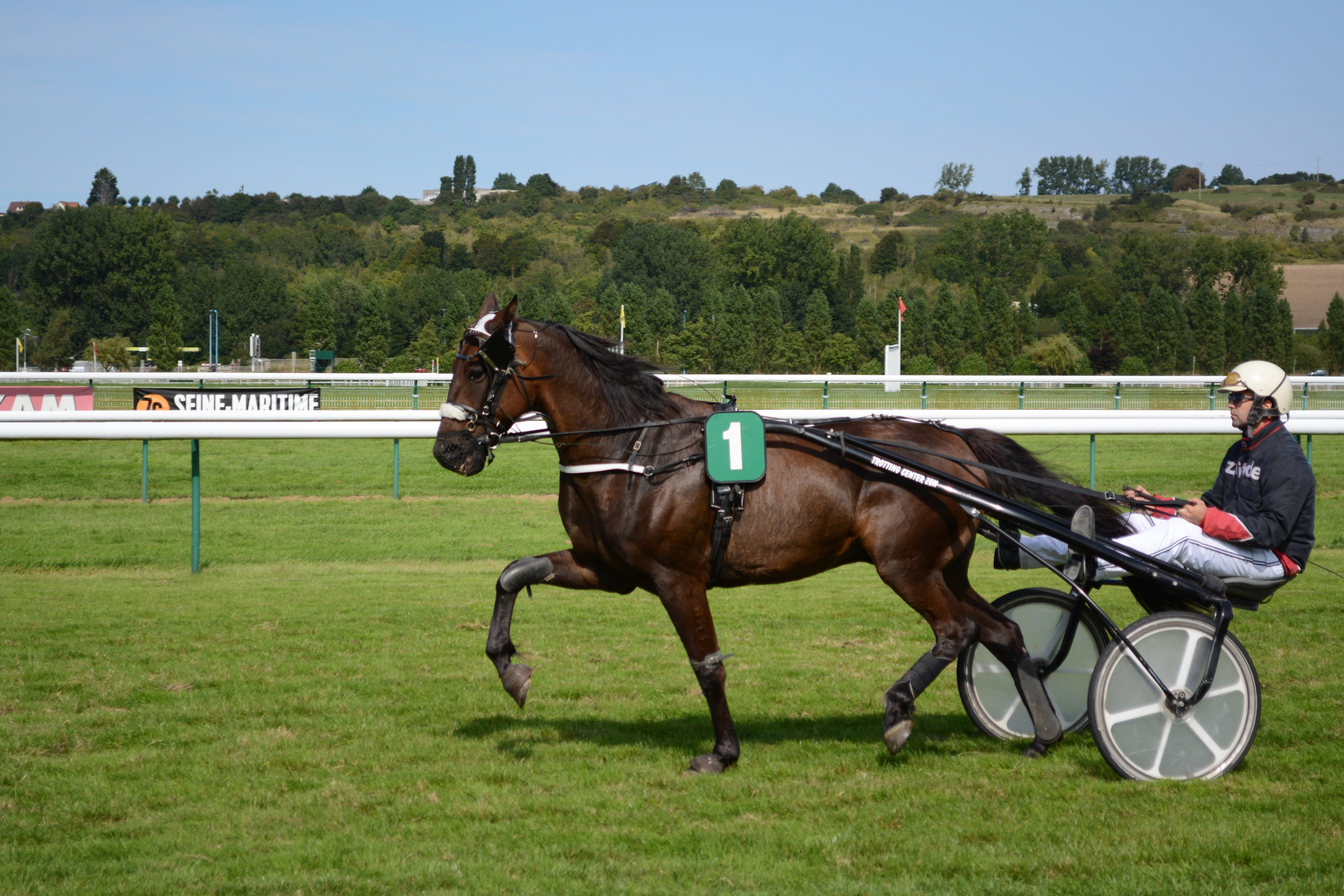 domestic animals, plant, horse race, 5K, vertebrate, number 1, animal wildlife, group of animals, jockeys, transportation, jockey, riding, livestock, working animal, HD Wallpaper