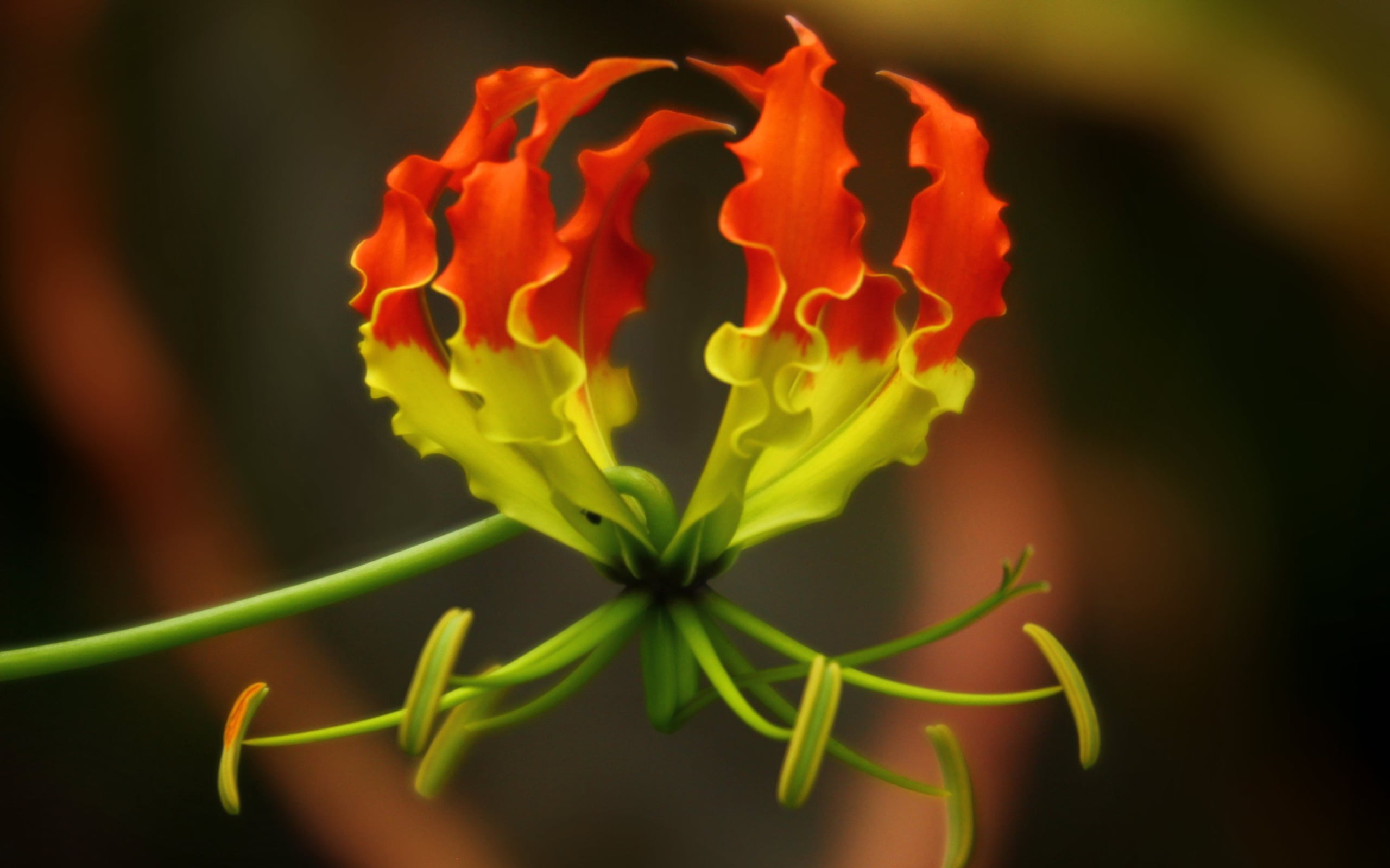 growth, outdoors, grass, inflorescence, 2K, background, no people, petal, petals, freshness, red, gloriosa, green color, day, yellow, leaf, lily, plant part, HD Wallpaper