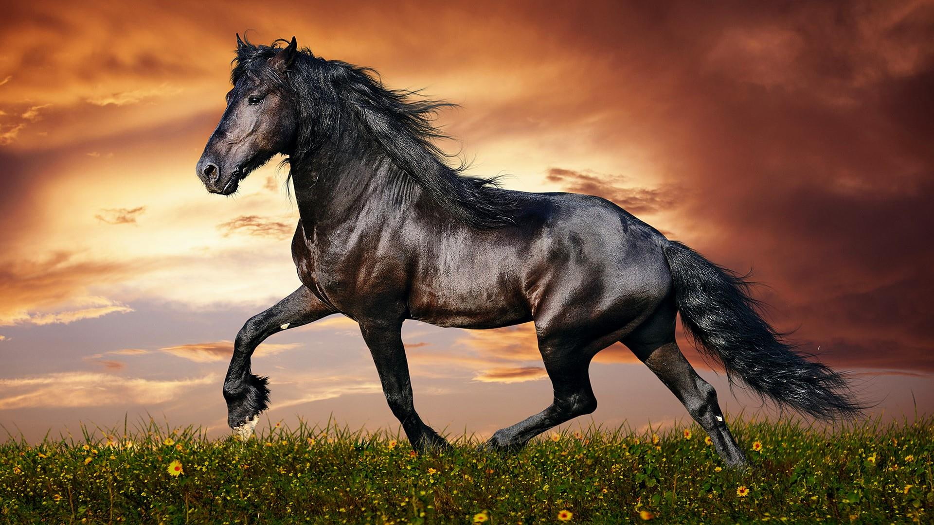 black horse, horse, 1080P, beautiful, animals, HD Wallpaper