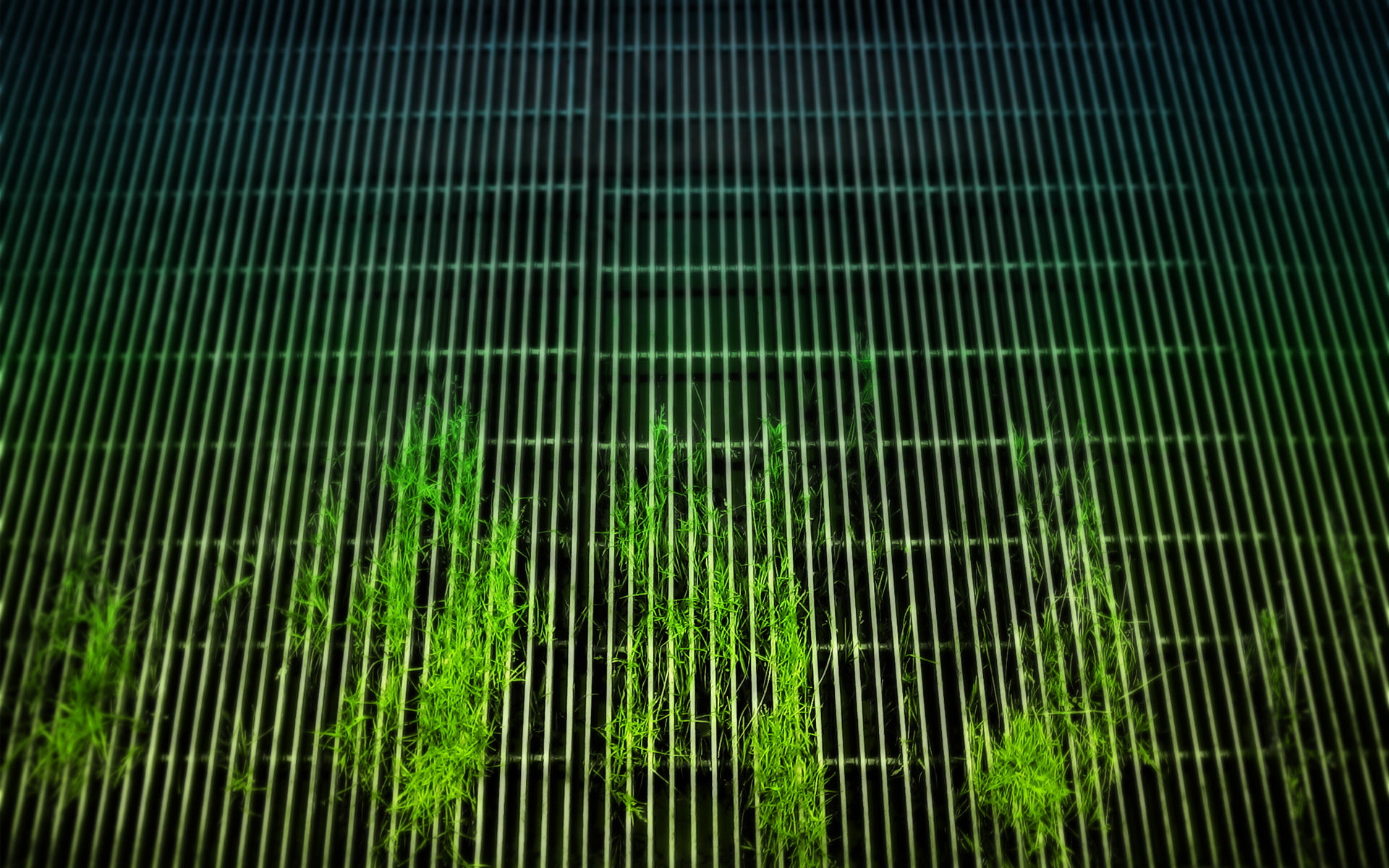 1080P, close-up, grid, metal, leafed, growth, plants, no people, green, leaf, nature, backgrounds, low angle view, architecture, sunlight, day, green color, HD Wallpaper